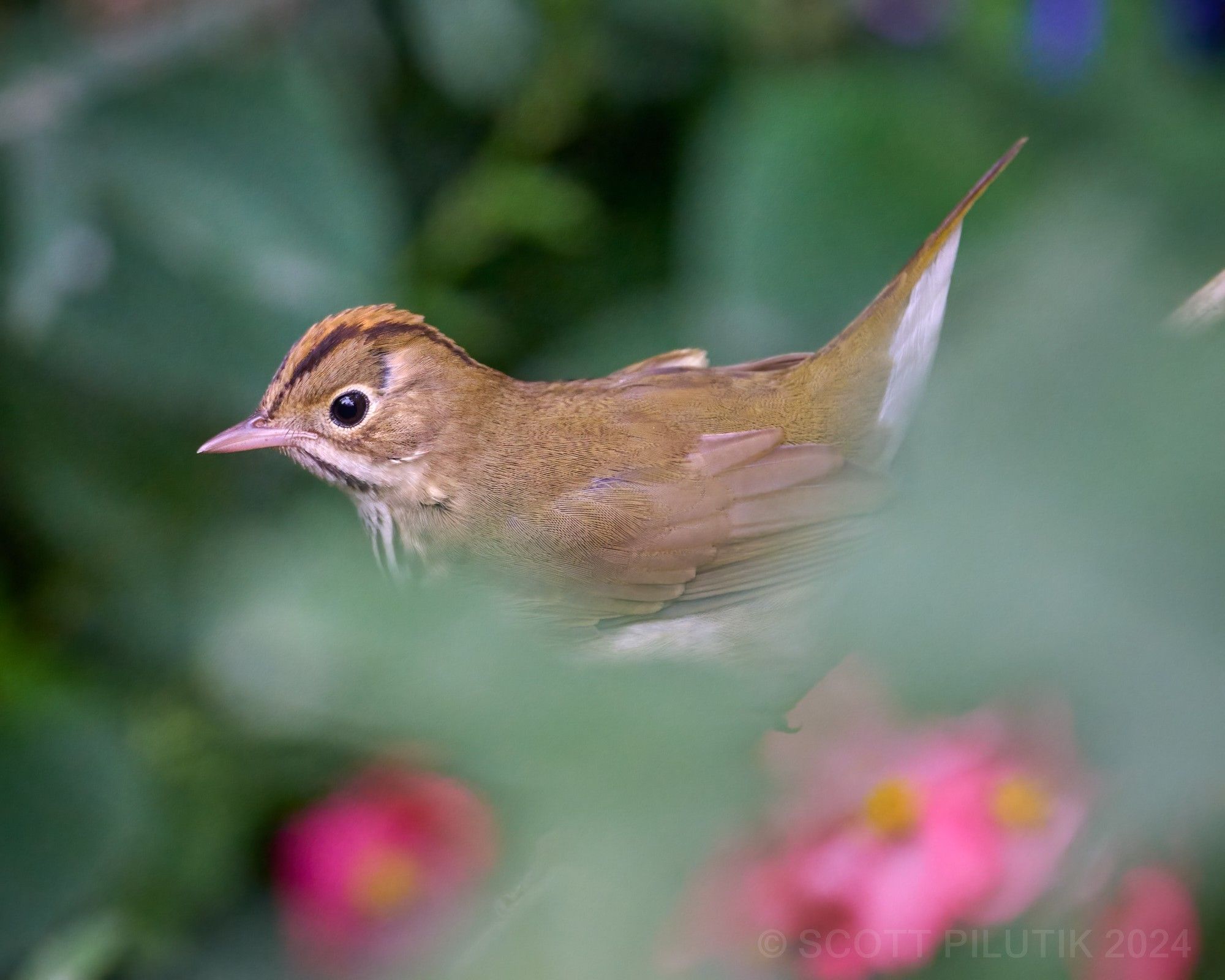 Ovenbird