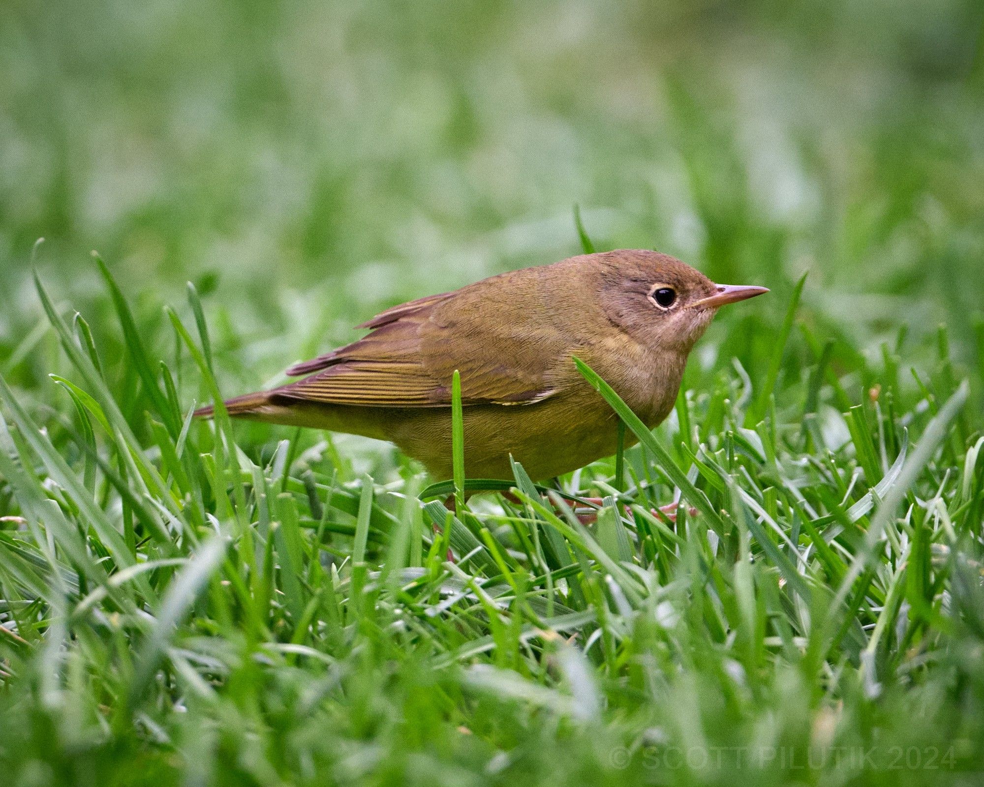 Connecticut Warbler