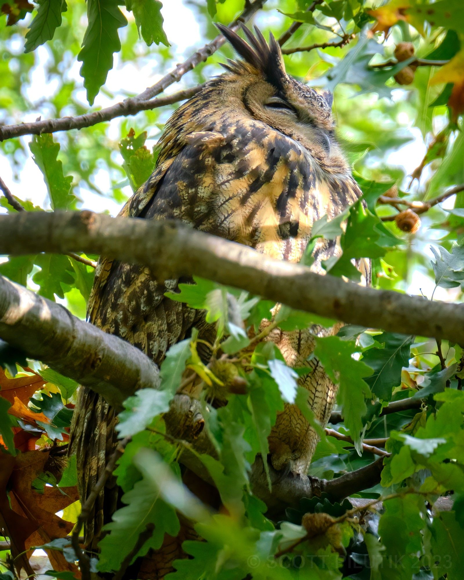 Flaco in his favorite tree, October 2023