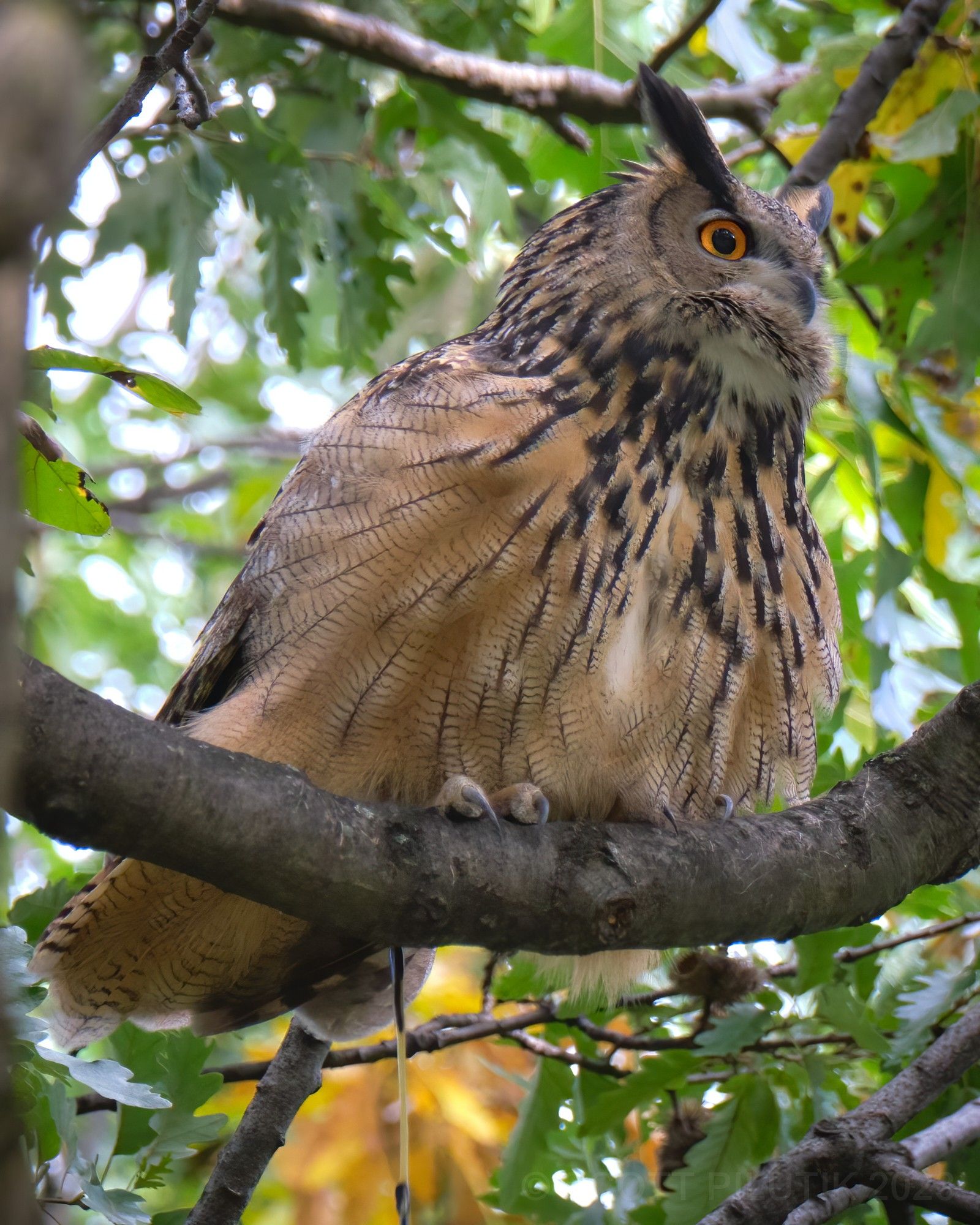 Flaco in his favorite tree, October 2023