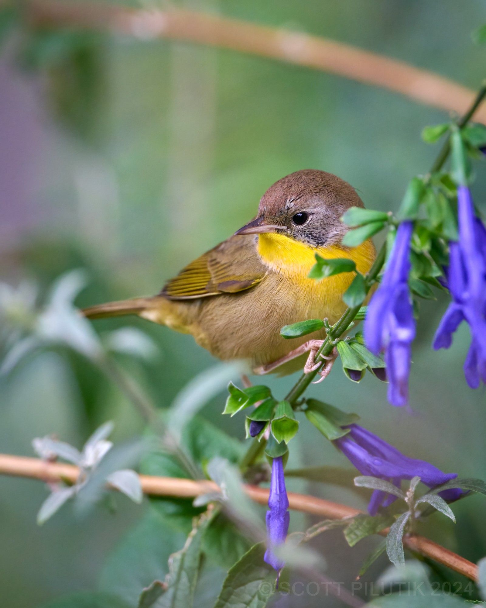 Common Yellowthroat