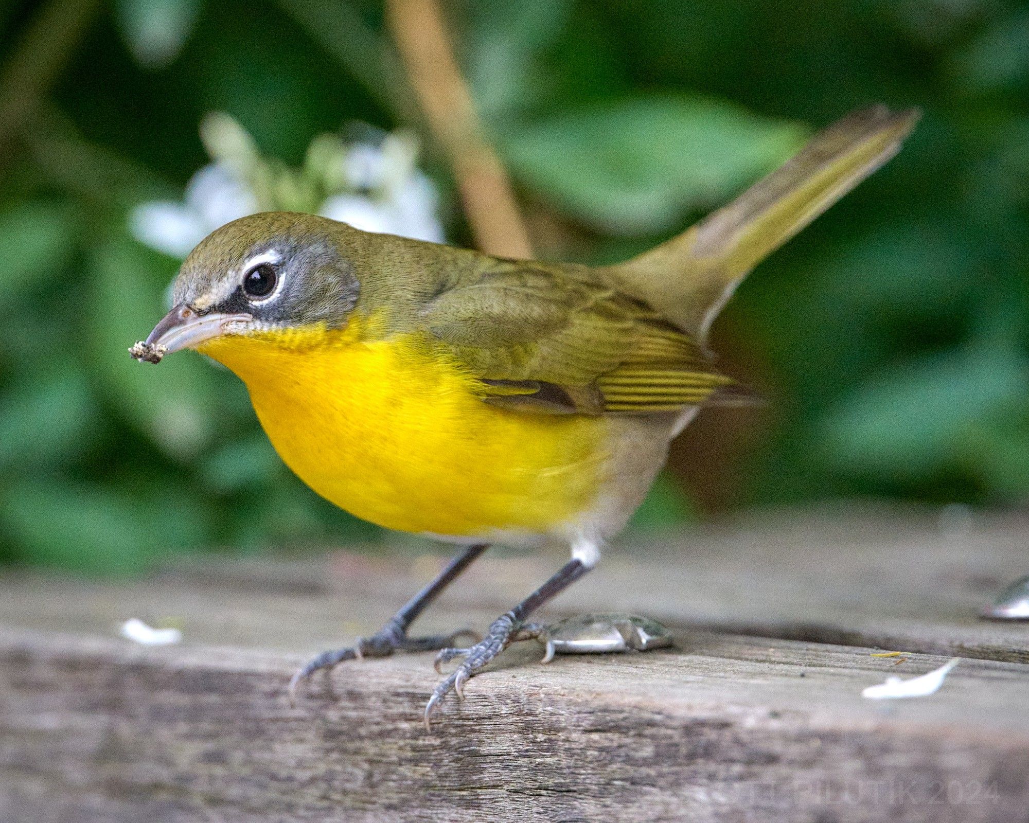 Yellow-breasted Chat