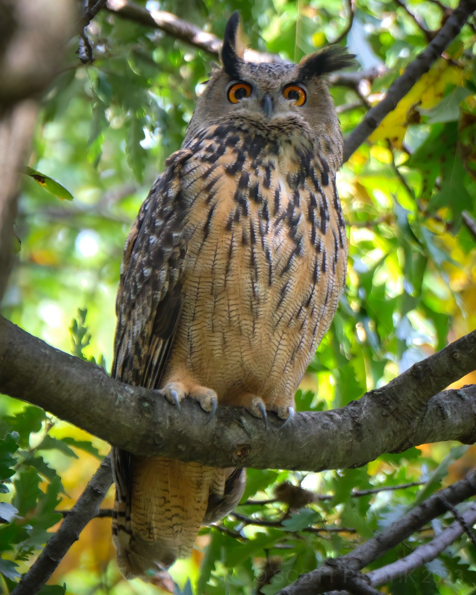 Flaco in his favorite tree, October 2023