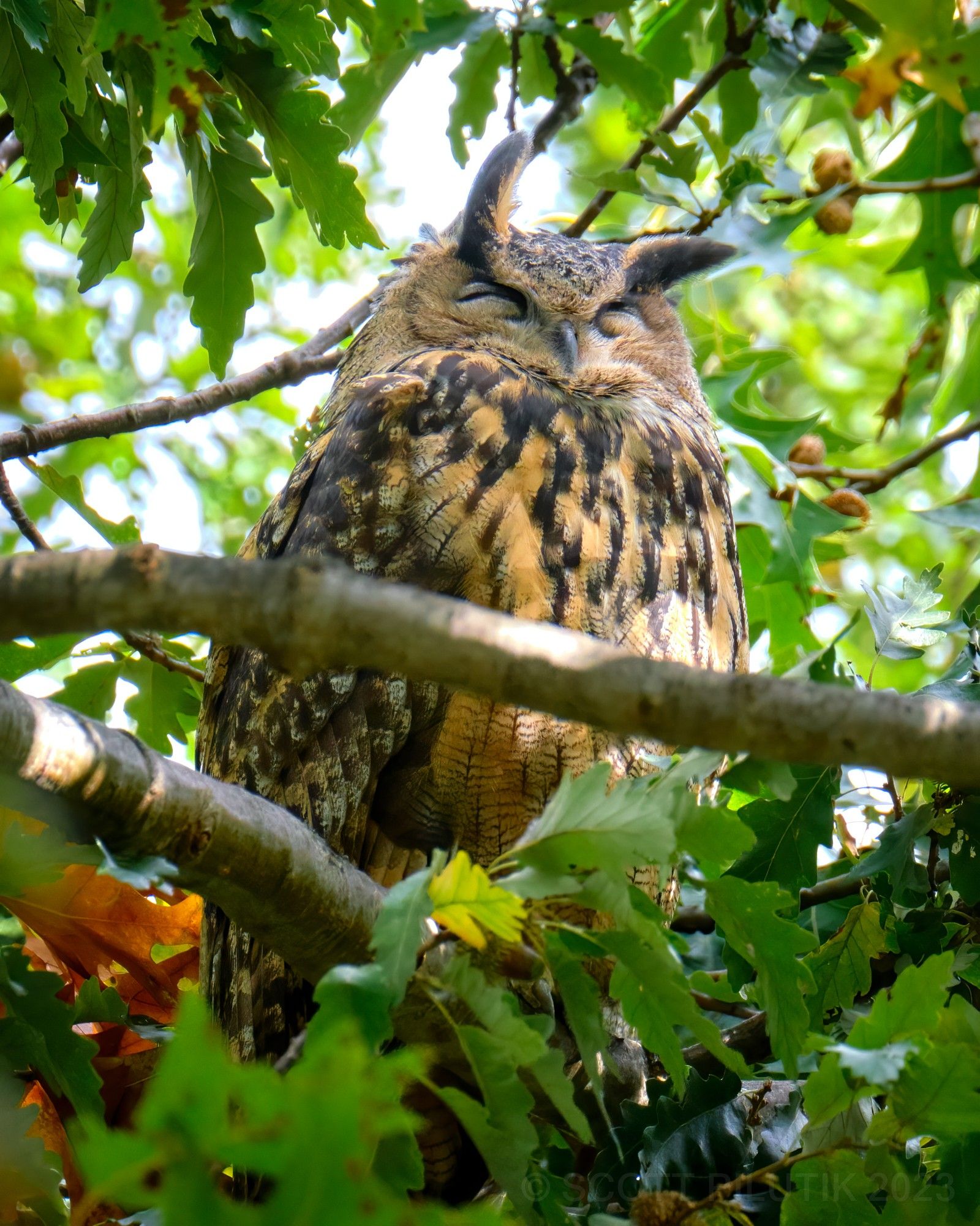 Flaco in his favorite tree, October 2023