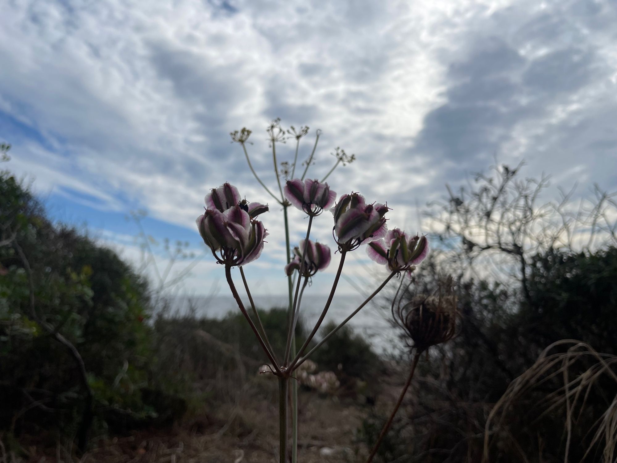 Blümchen am Wegesrand.