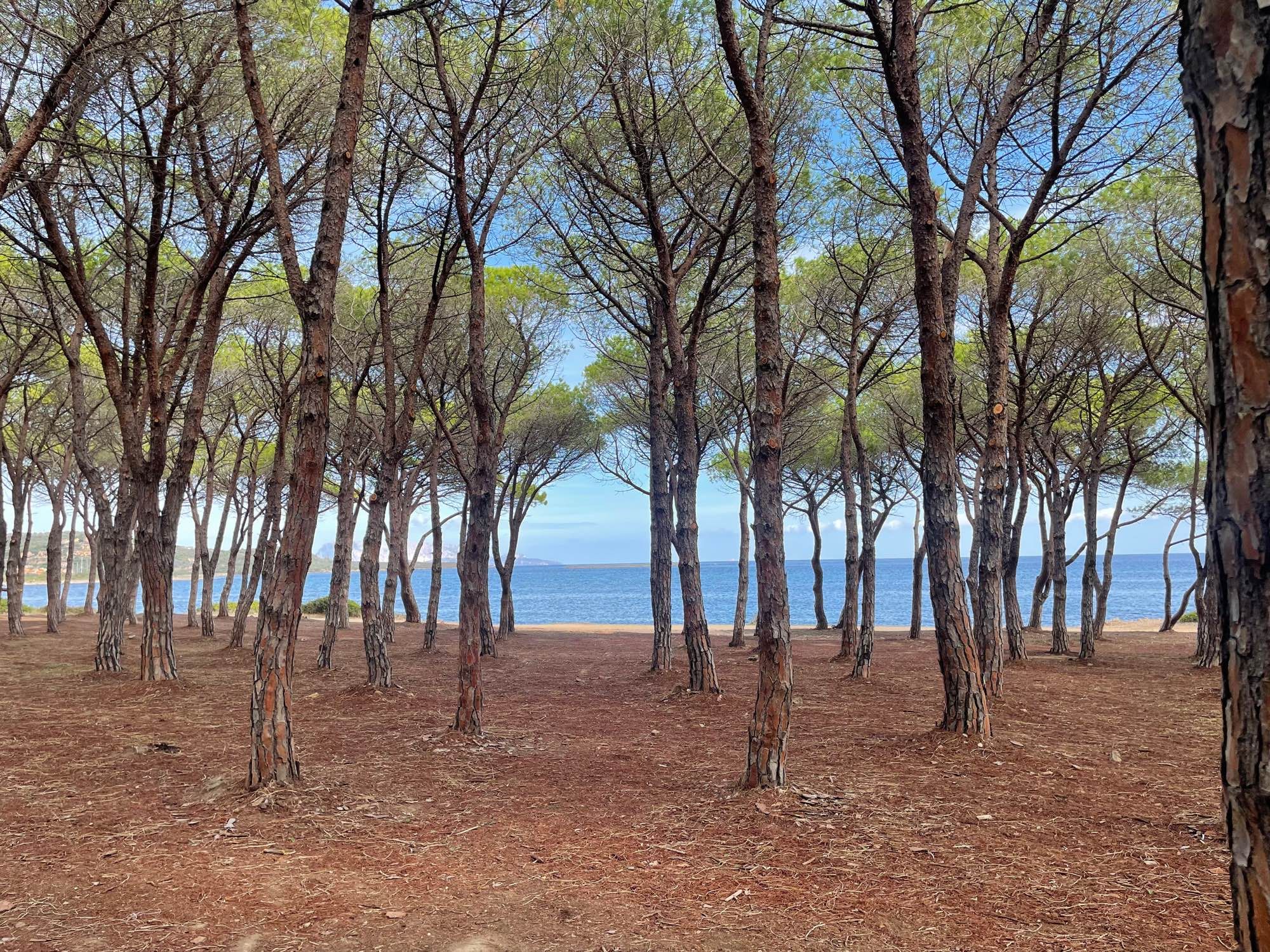 Im Pinienwald mit Blick auf das Meer