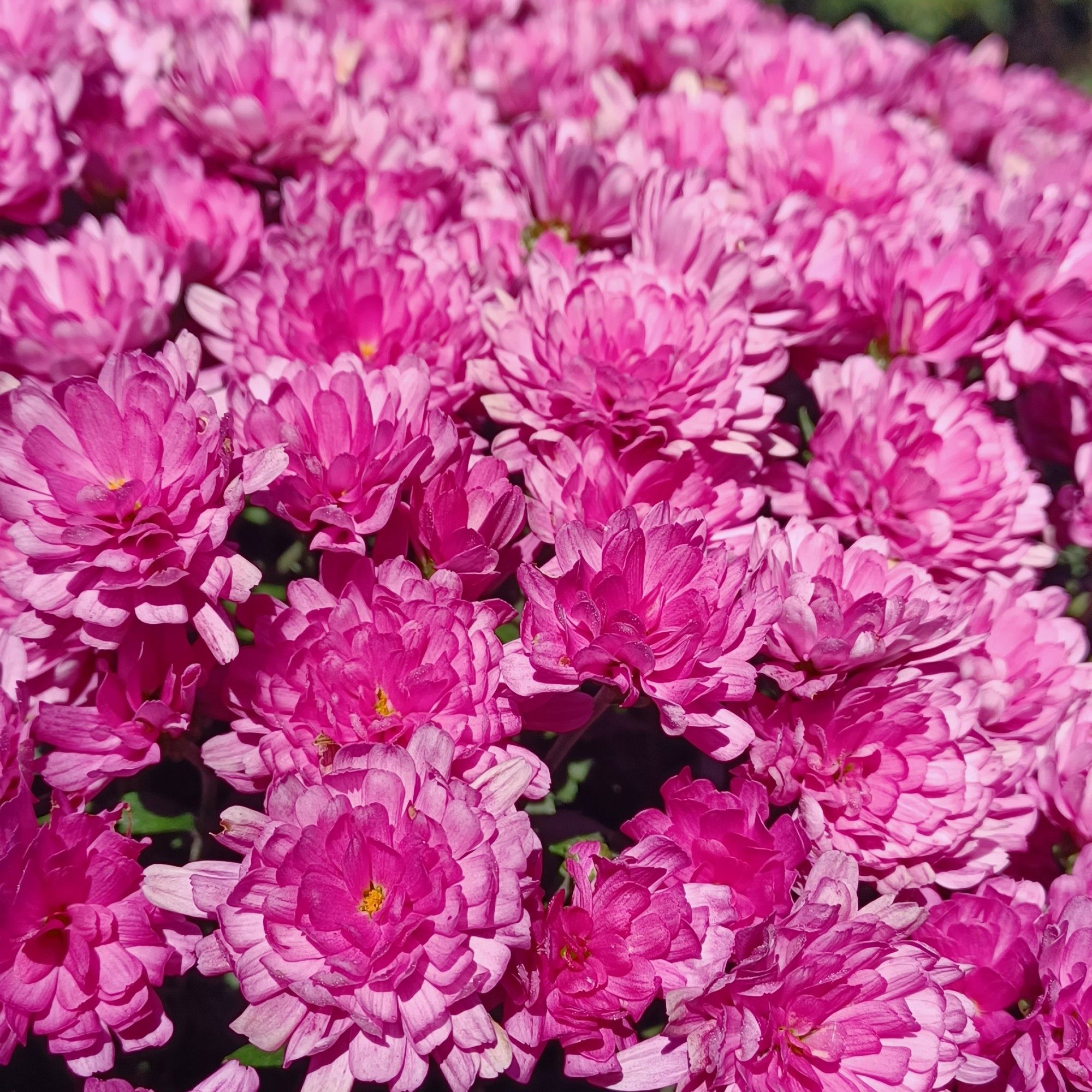 pink mums