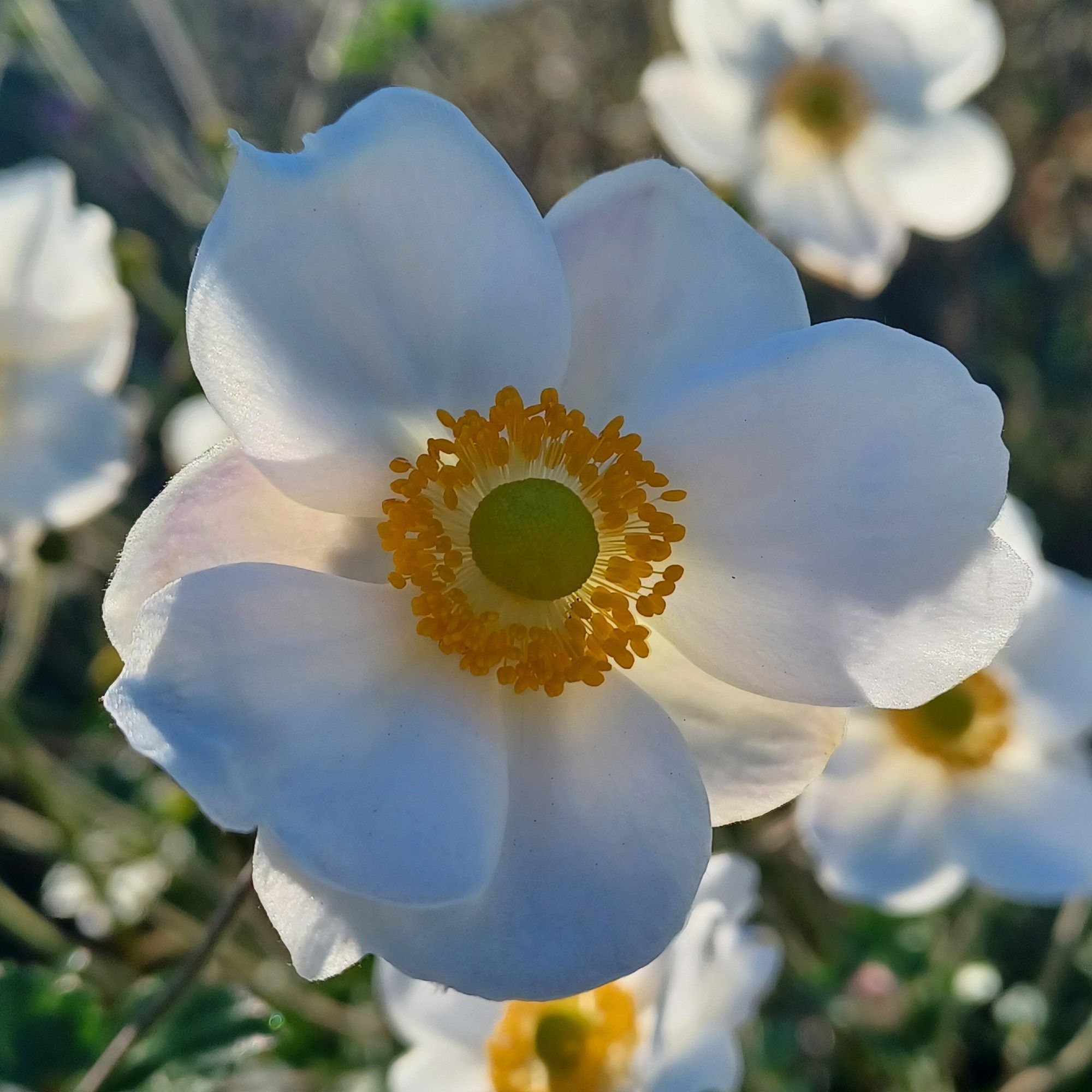 white Japanese anemone