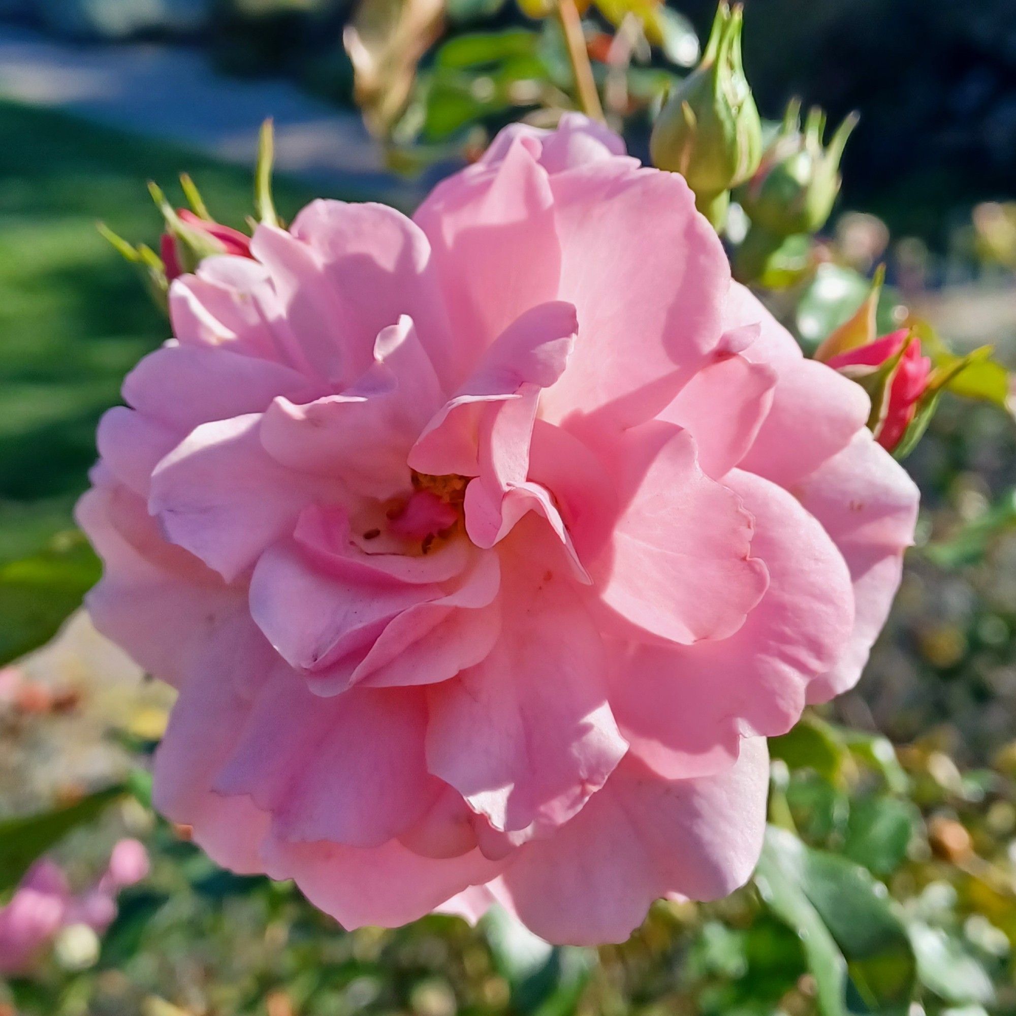 sunlit pink rose in garden