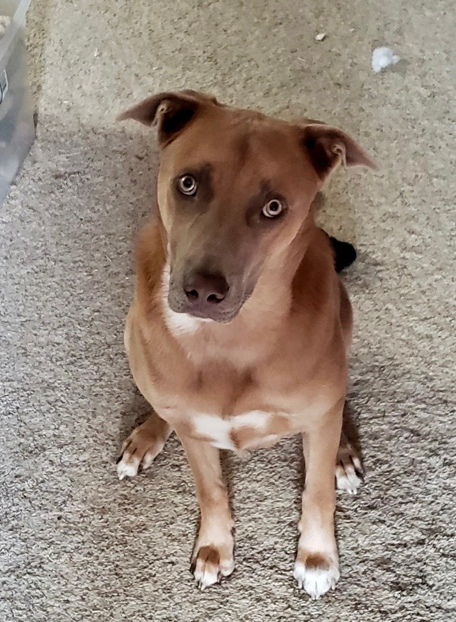 Large tan dog with gold eyes, looking expectantly up at the photographer 