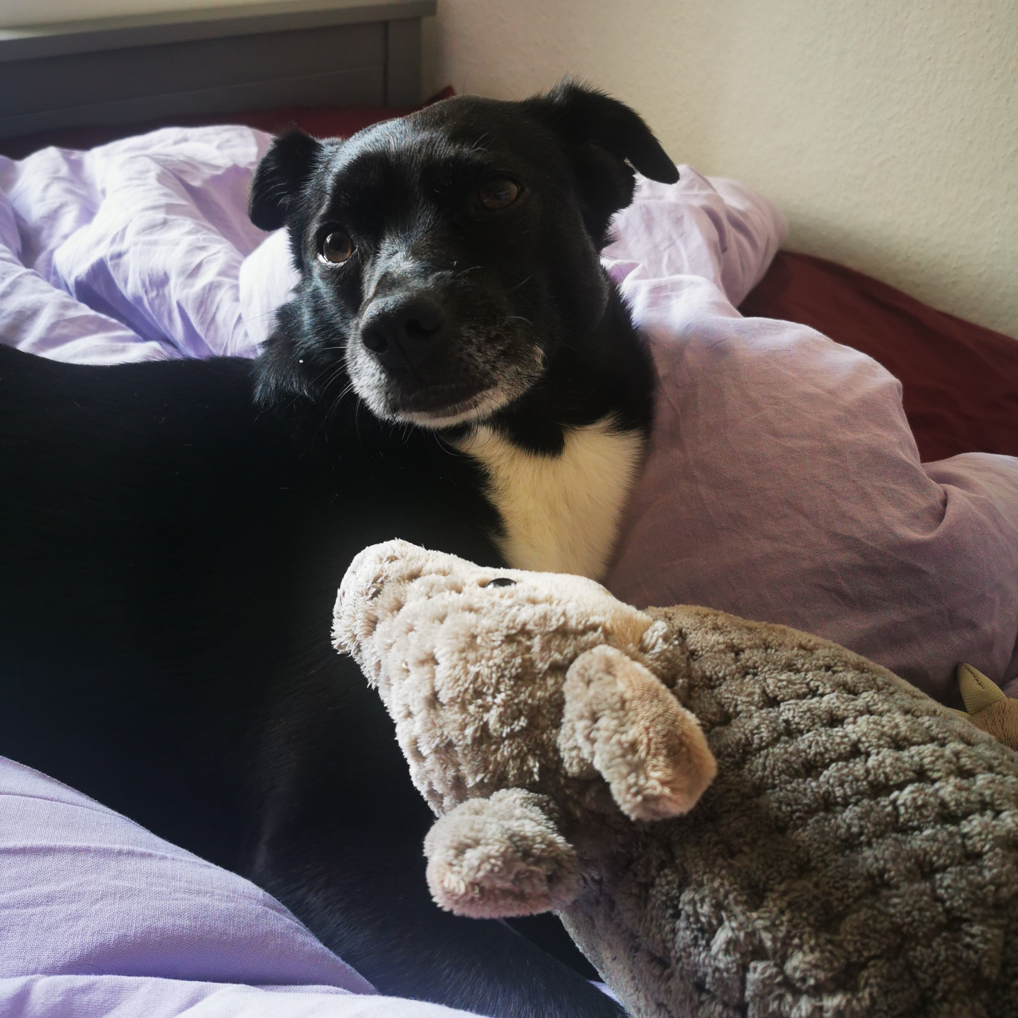 Ein kleiner Hund, der auf einem Bett liegt und mit einem Kuscheltier spielt.