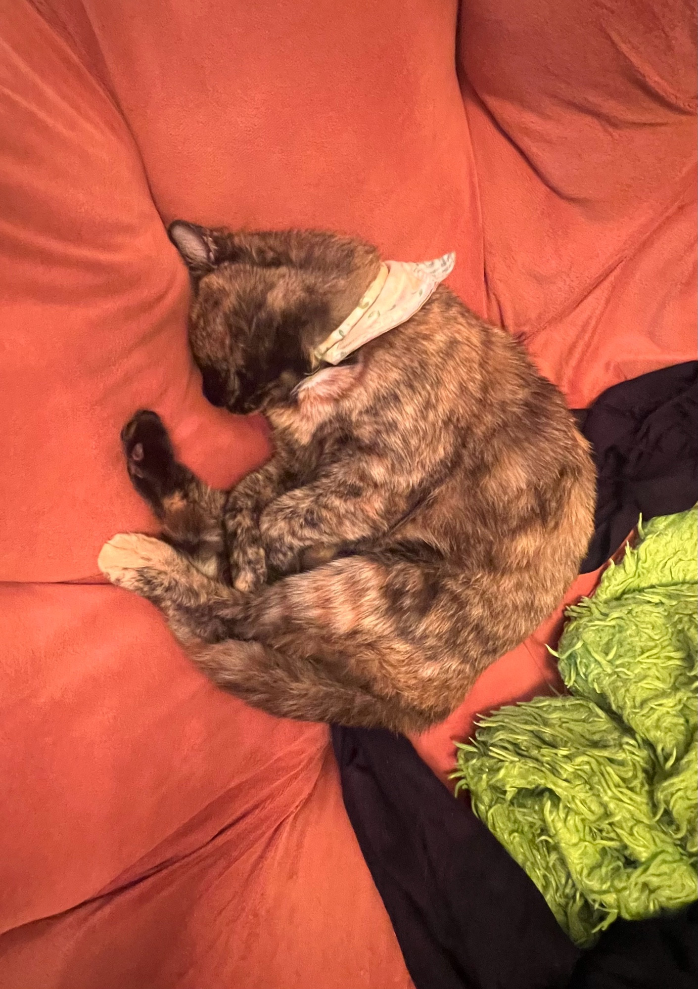 Ciri, Gabi’s tortoise-shell colored cat, rolled up and alseep on a comfy orange cushion.