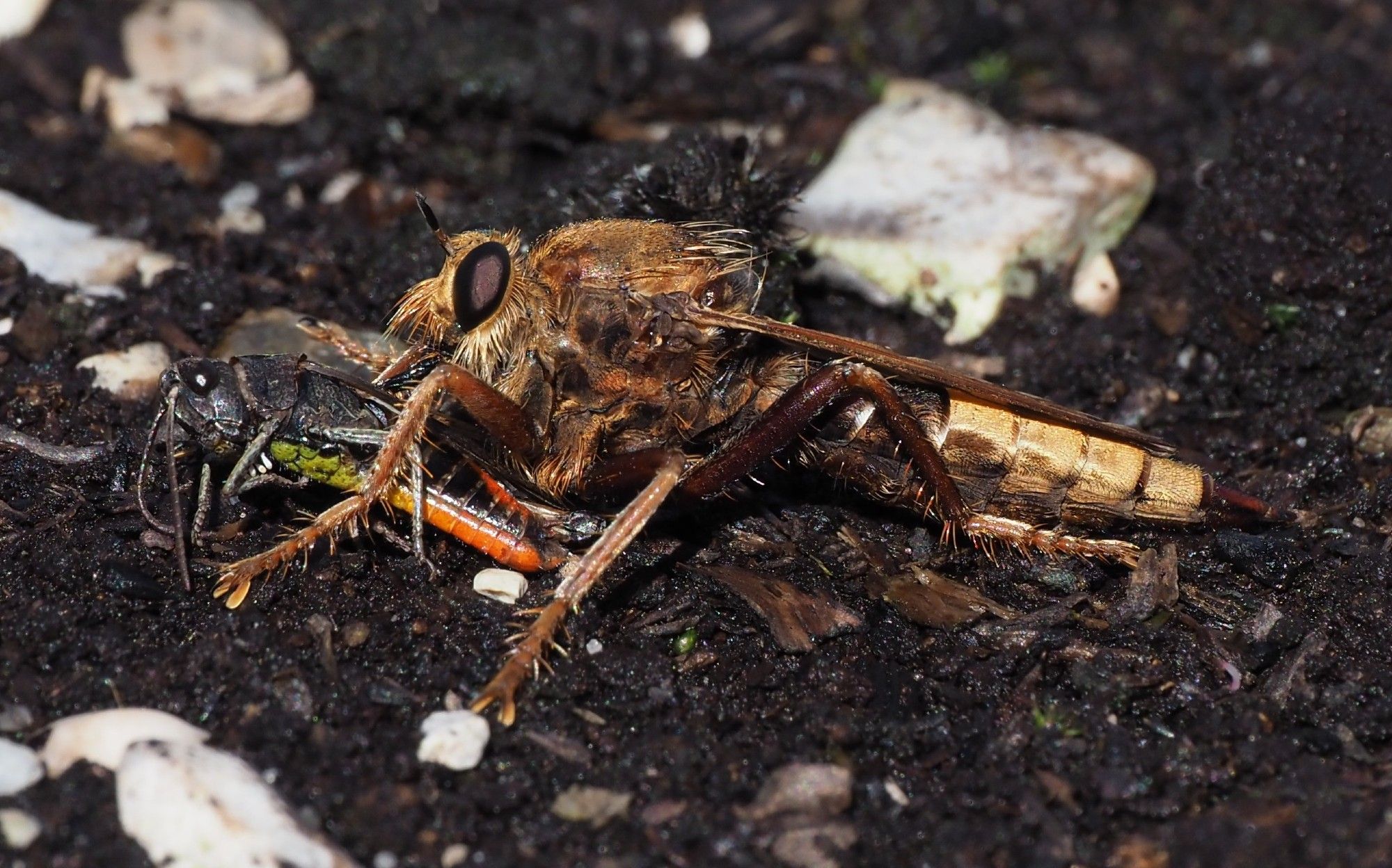 Hornet Robberfly with Woodland Grasshopper prey, Britain's biggest fly.