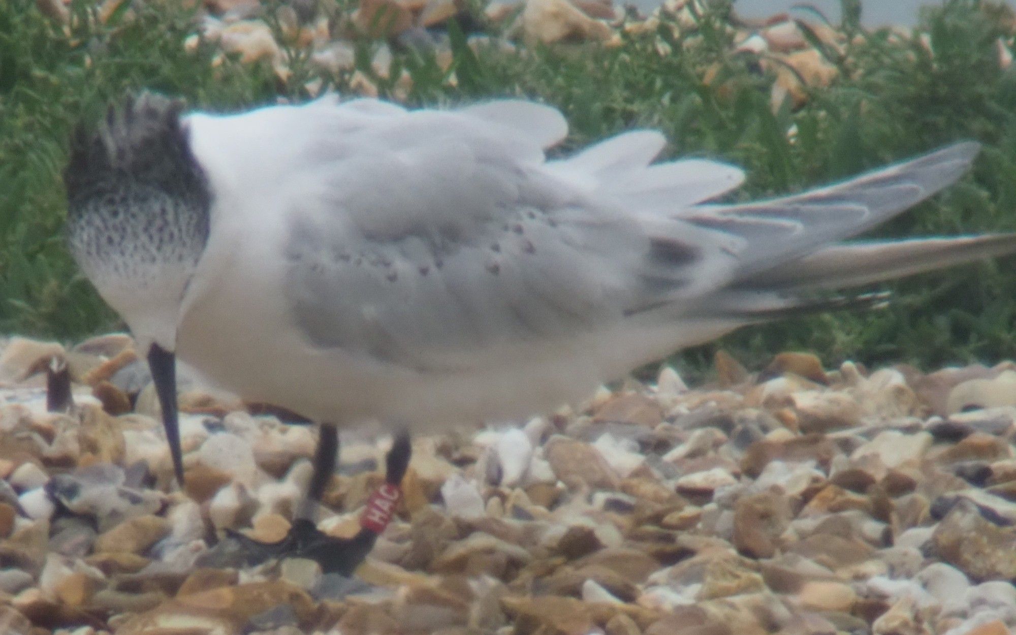 Sandwich Tern Red HAC at Calshot Spit, Hants