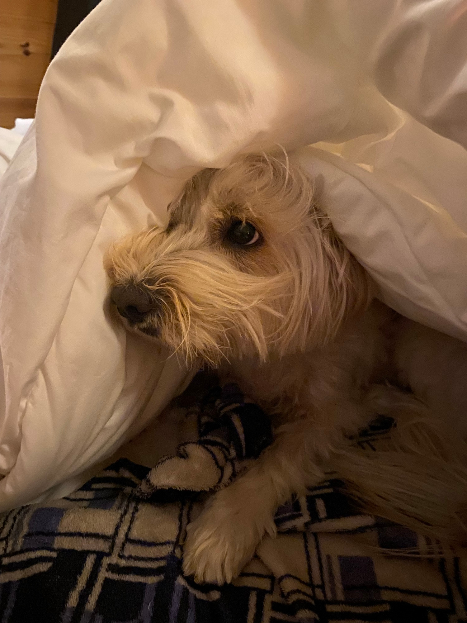 cachorrinho peludo de cor bege todo descabelado embaixo de uma colcha branca 