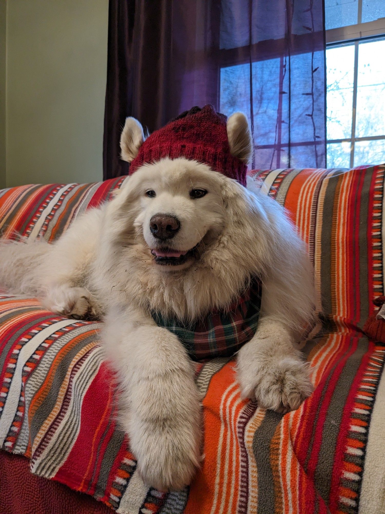 Un chien samoyède blanc et touffu couché sur un canapé à rayures orange porte un bandana à tartan vert et rouge et un bonnet en laine rouge qui laisse dépasser ses oreilles. Il a un grand sourire et a l'air heureux