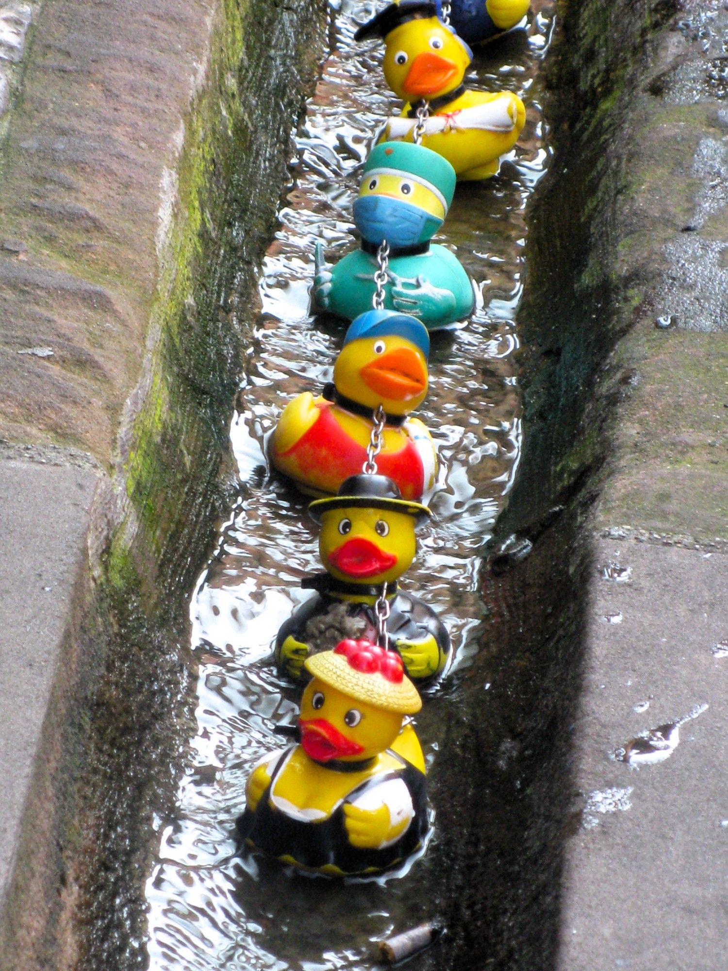 In einem schmalen Graben fließt Wasser. Im Wasser schwimmen, aneinander mit einer Metallkette befestigt, gelbe Badeenten mit unterschiedlichen Bekleidungen. Ganz vorne schwimmt eine Ente mit einem für den Schwarzwald typischen "Bollenhut"