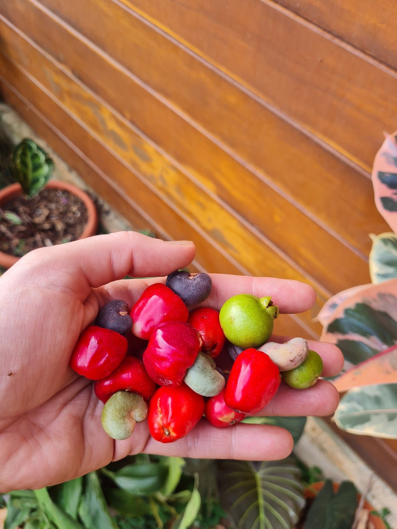 Mão segurando um punhado de frutas: cajuzinho do Cerrado e araçá do campo