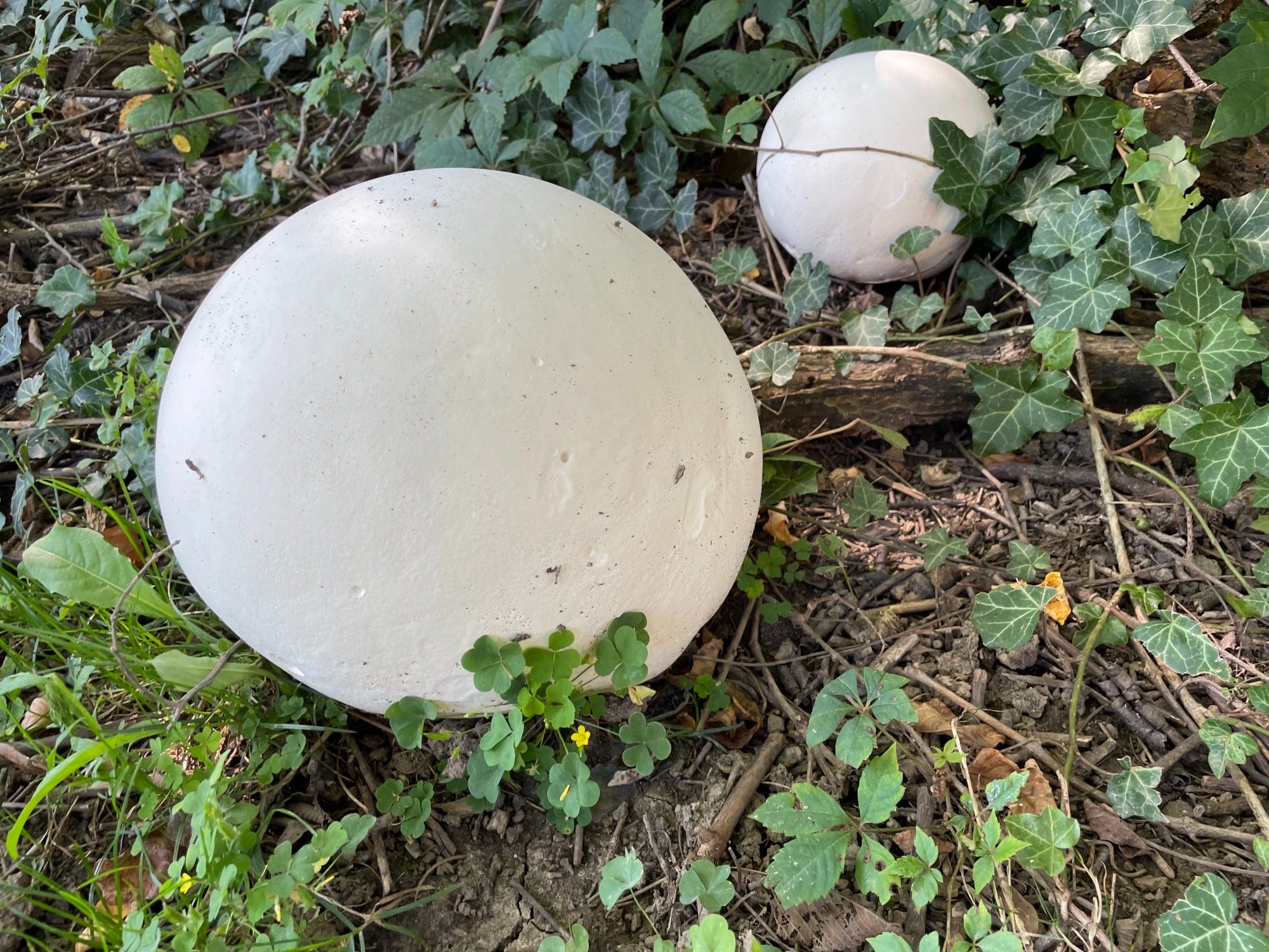 close-up picture of two large puffball mushrooms