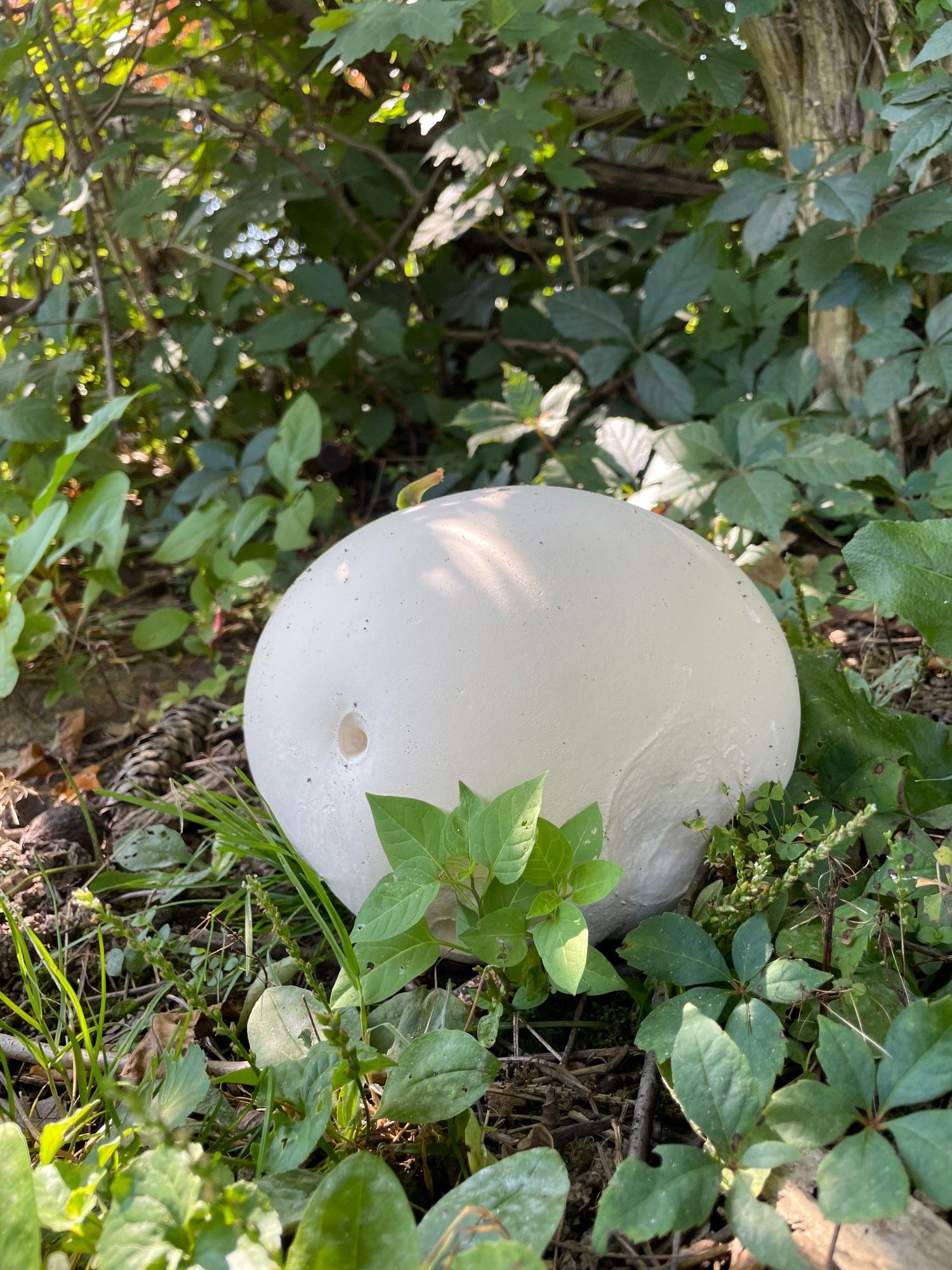 another huge puffball mushroom