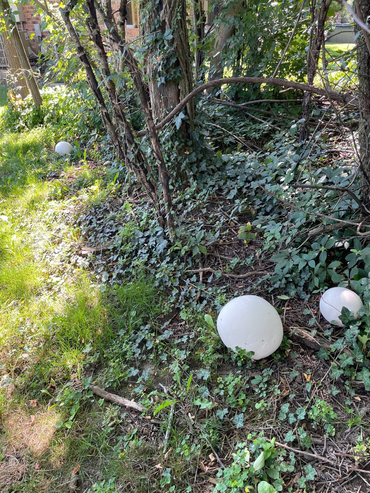 all three puffball mushrroms showed in situ in a copse of trees and brush