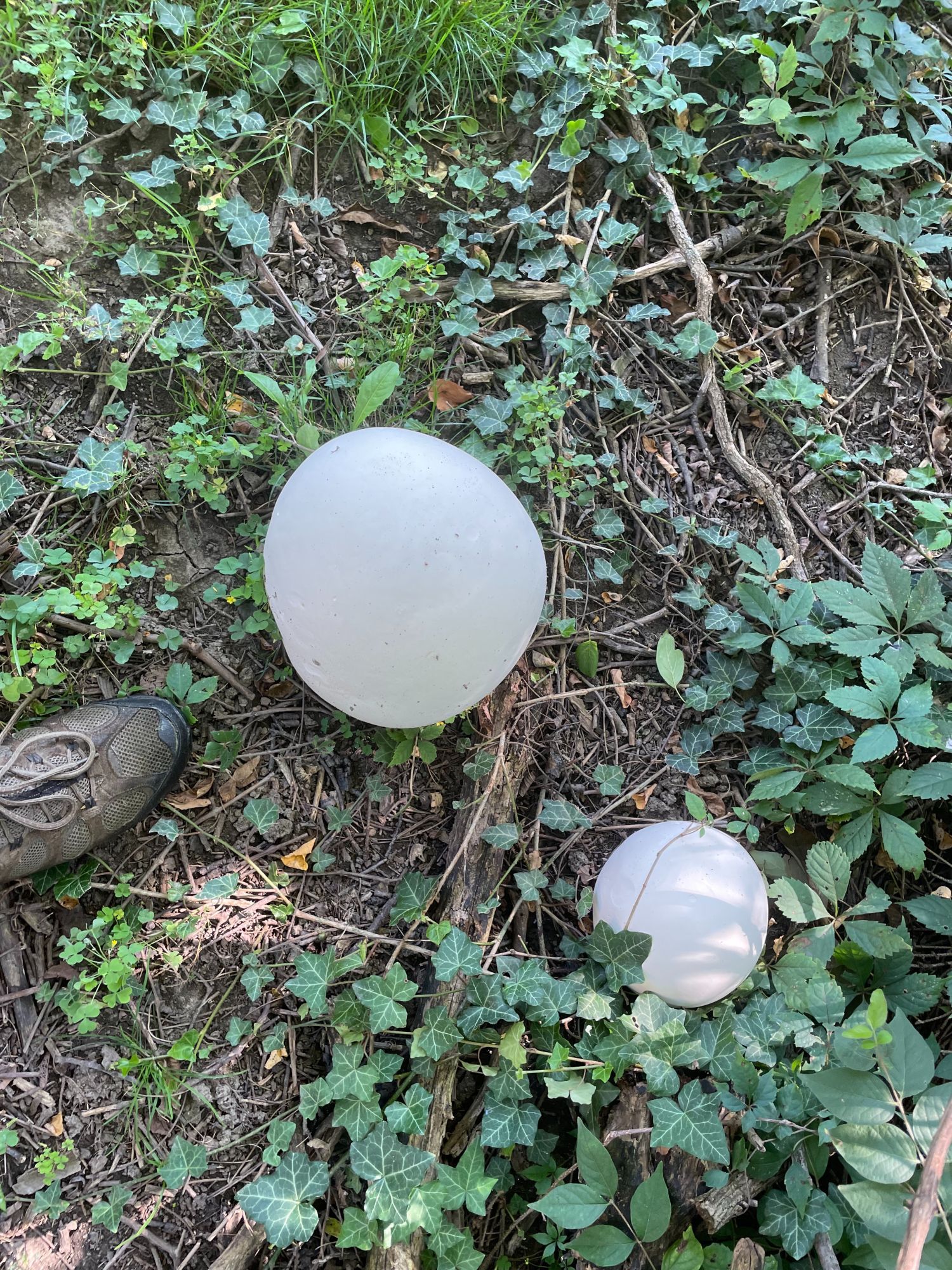 puffball mushroom the size of a soccer ball next to a shoe (containing a normal size human foot) for scale