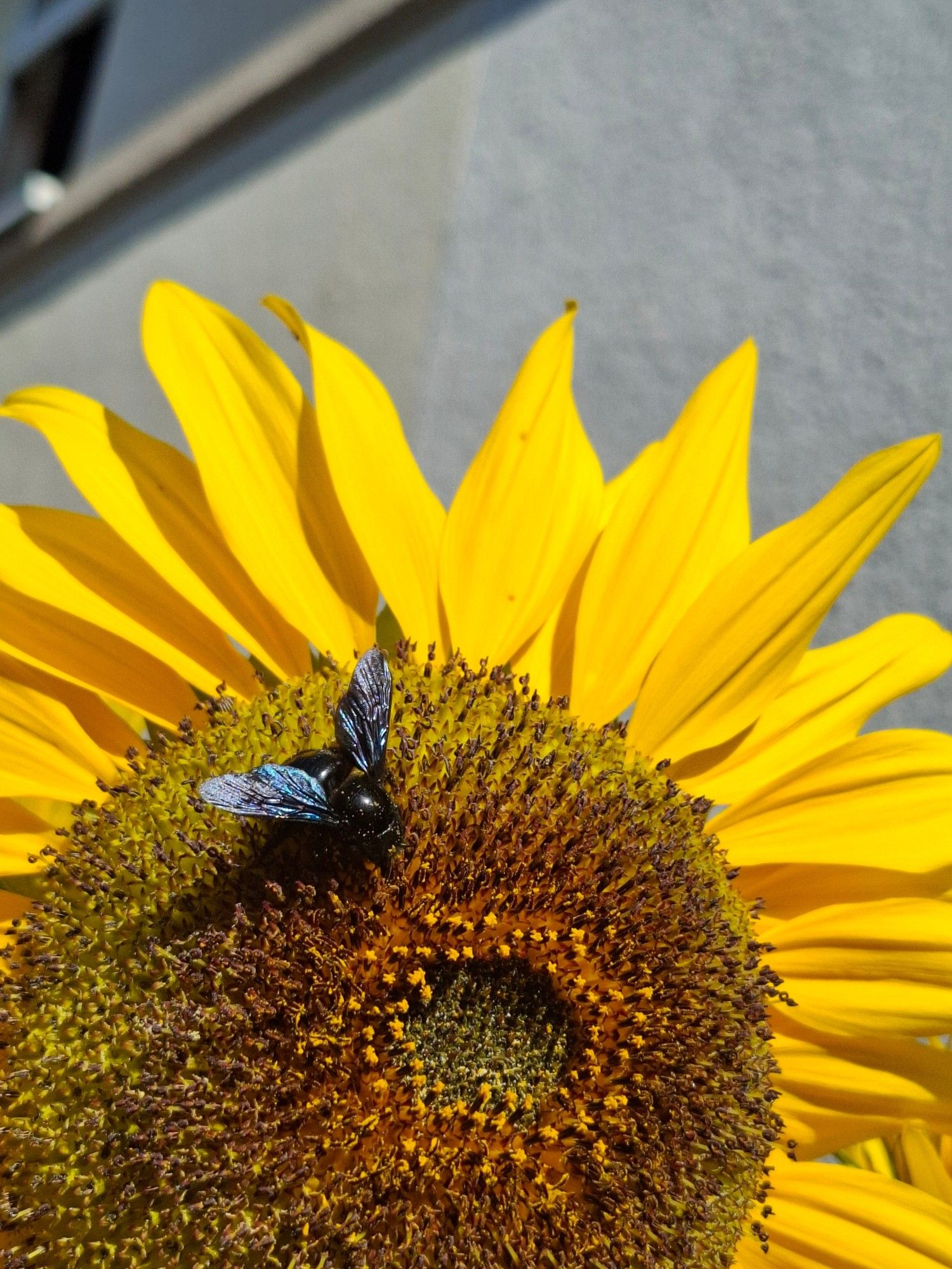 Eine schwarze, große Biene, mit blau schillernden Flügeln auf einer großen Sonnenblume.