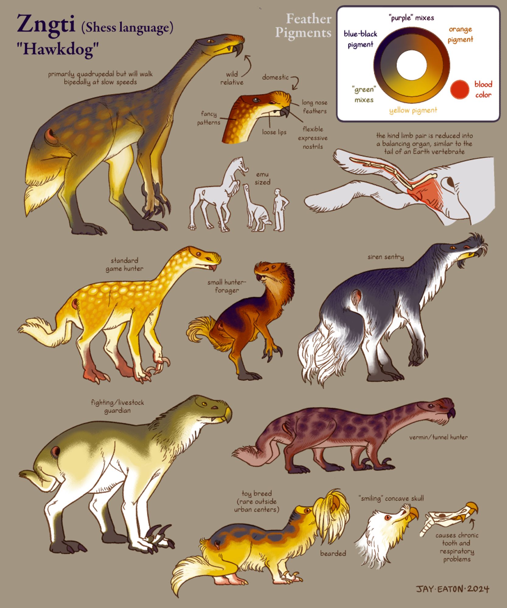 Examples of domesticated hawkdogs and their subtypes