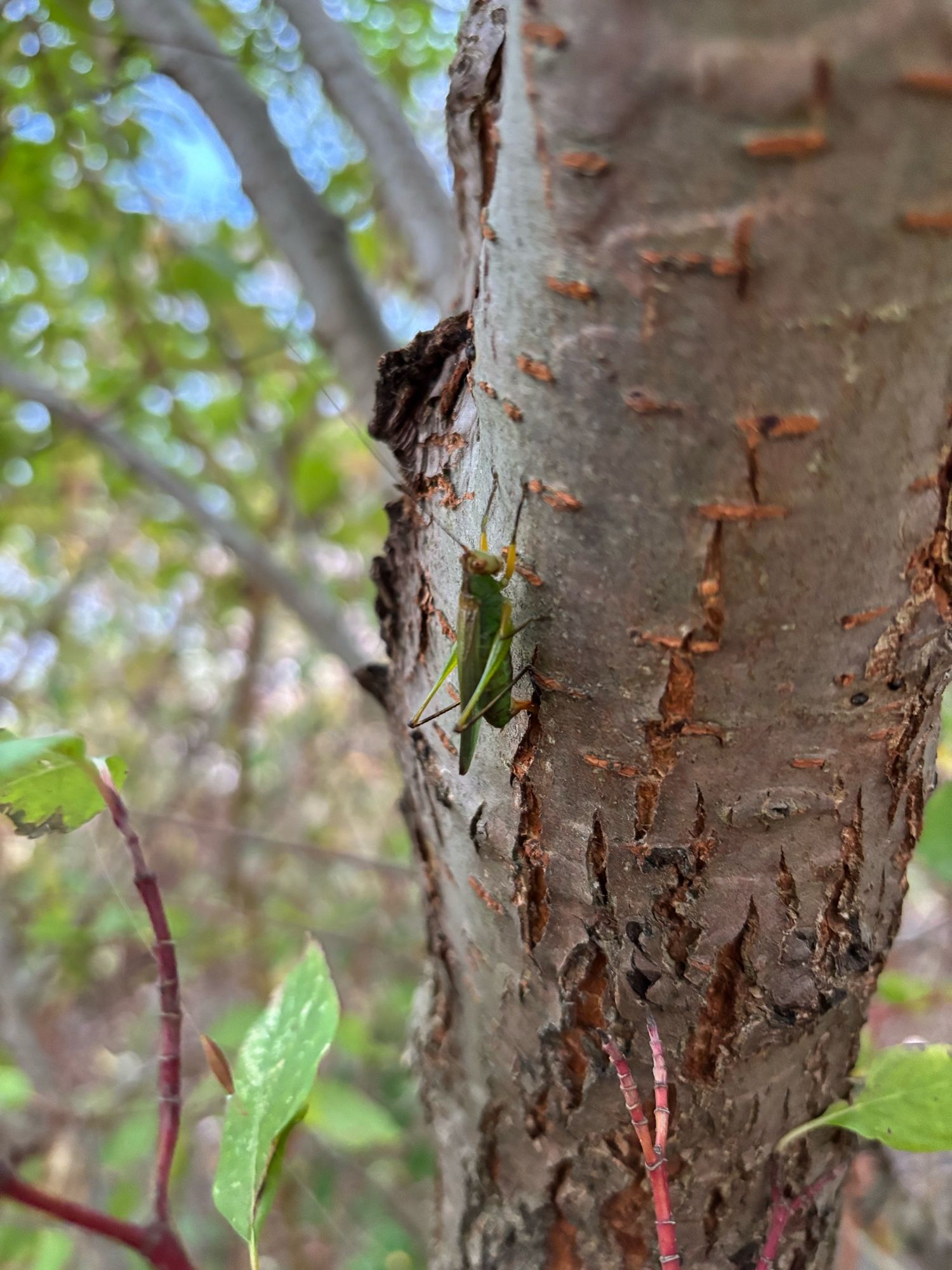 A bright green grasshopper-shaped katydid perched on a golden birch trunk, with water a blue blur behind the leaves.