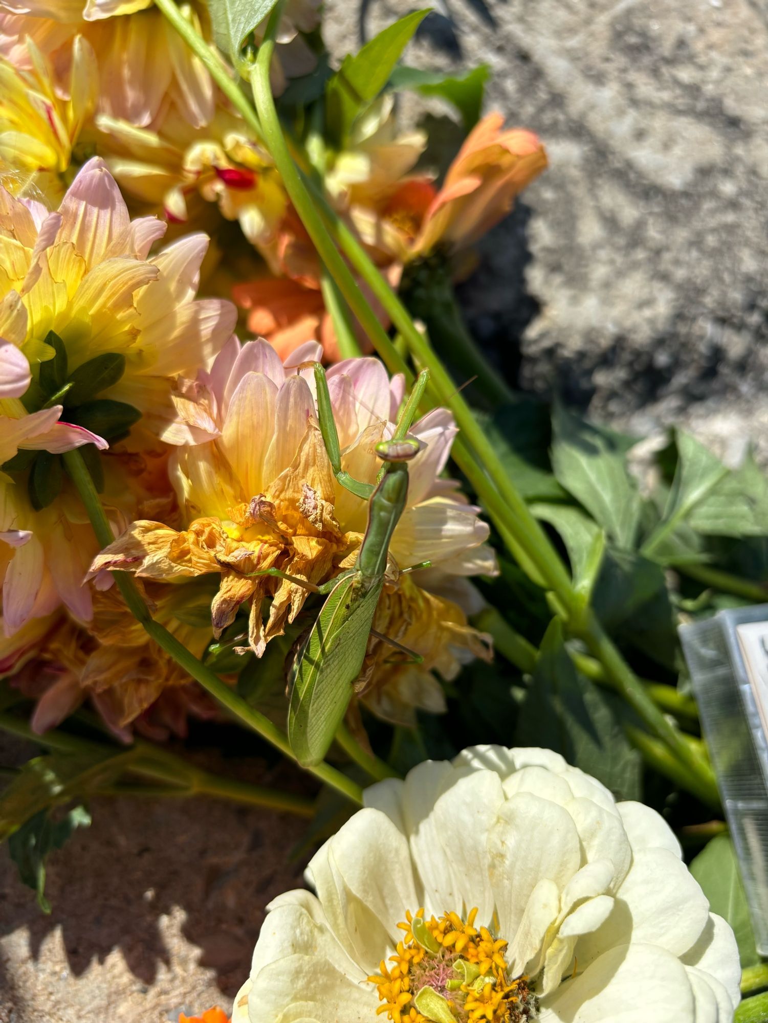 The mantis climbing over the flowers left for mom.