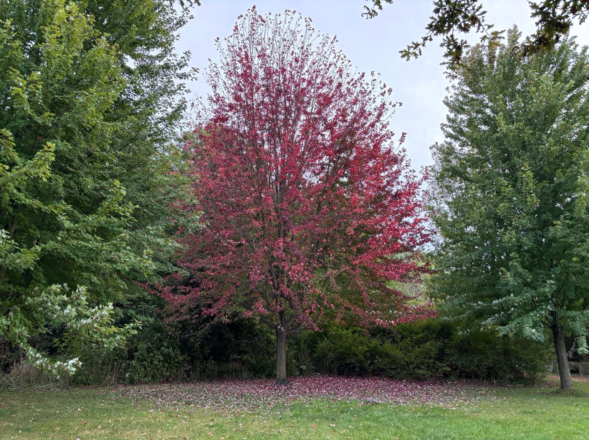 One red maple tree dropping a red skirt of leaned, amid green trees over green grass.