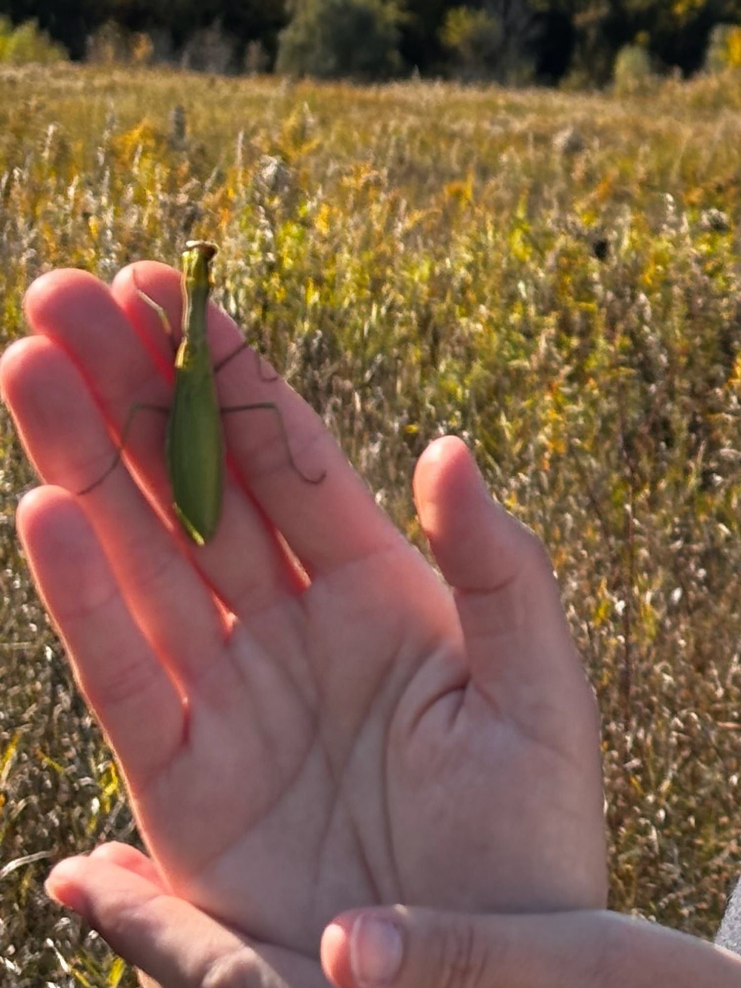 A praying mantis climbing my fingers as I hold up my hand in a sunlit field of goldenrod and grasses.