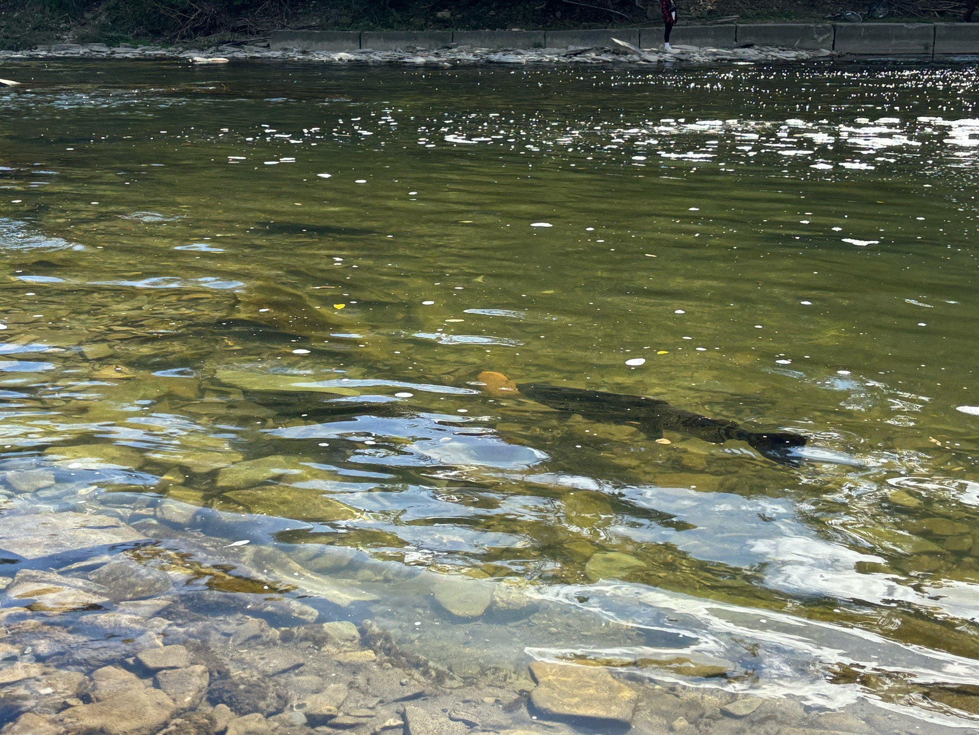 Four or fish large fish seen in clear but shiny shallow water with a rocky bottom. Froth from the weir floats above them.