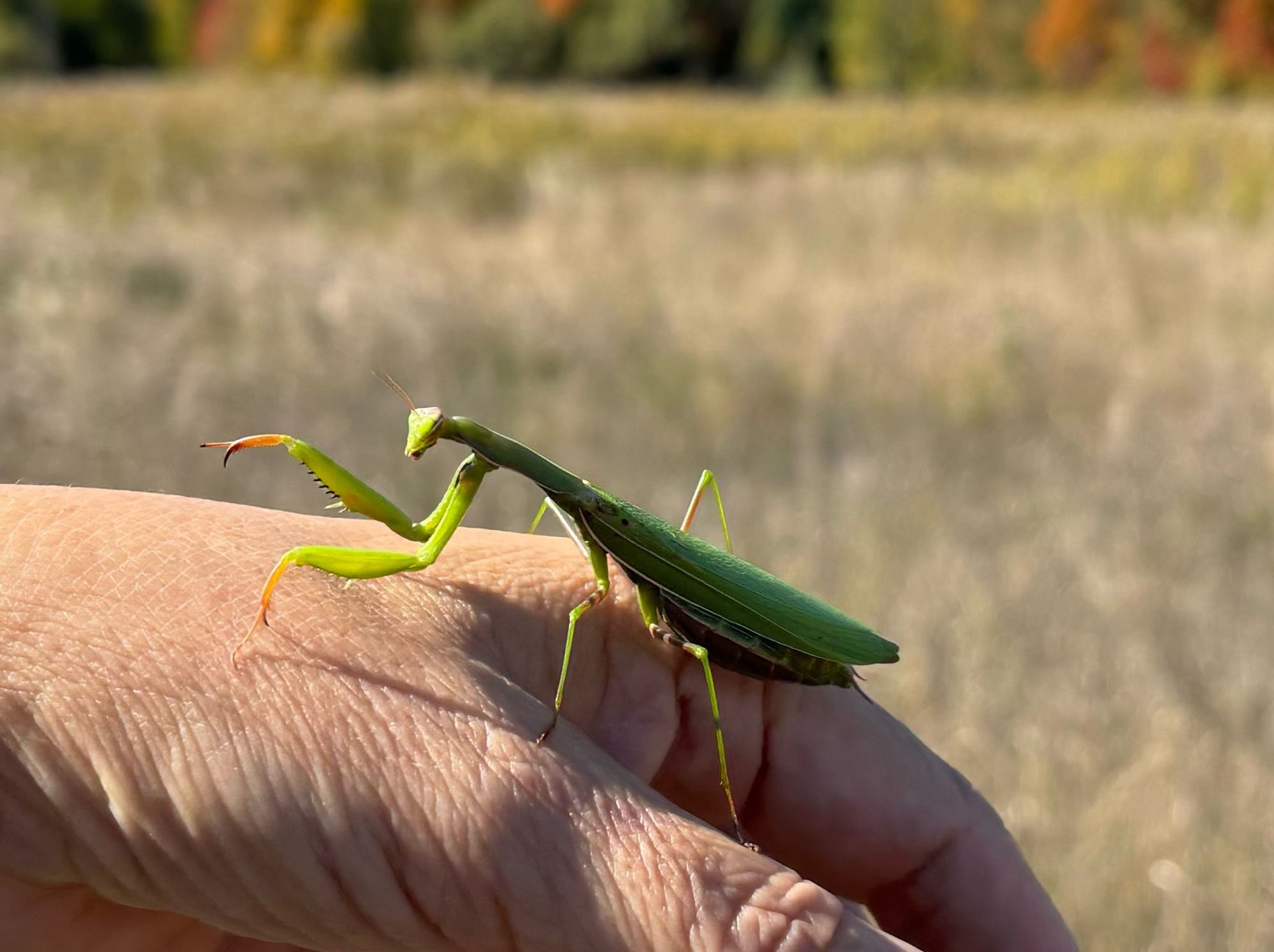 A closeup on the moving mantis.