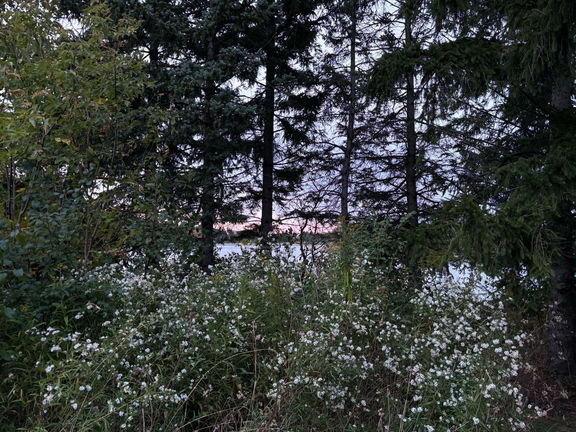 A band of pink sky over blue water, glimpsed between tall evergreens and over a thicket of white asters.