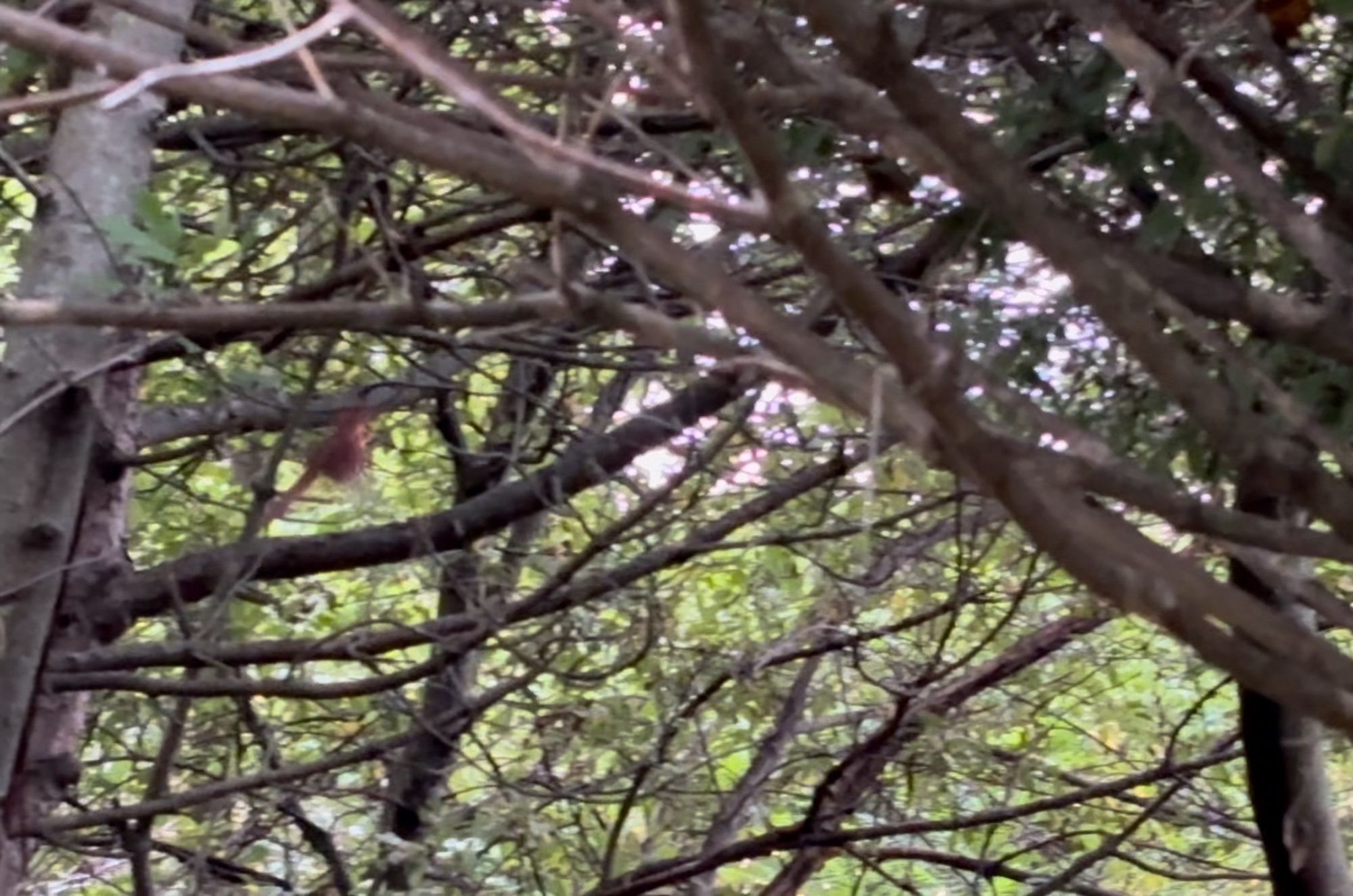 A blurry red smudge is a cardinal flying up through bare lower branches of trees on a very windy evening.