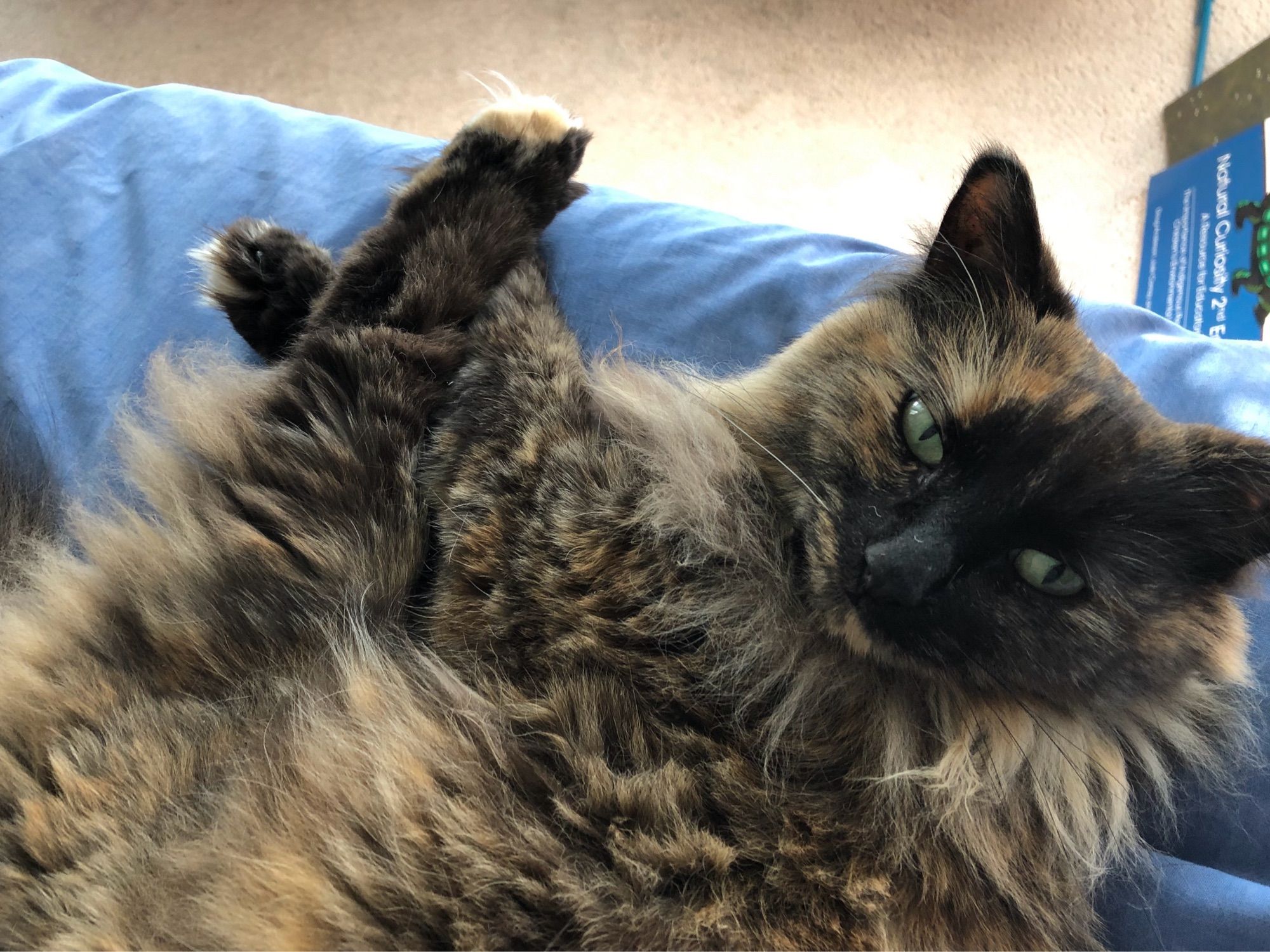 The same tortoiseshell cat, now barely recognizable as the same cat, mostly brown with longer hair and a long brown ruff, curled up on the blue bed and looking up at me with her black-rimmed green eyes. You can see long hair coming out between her toes.