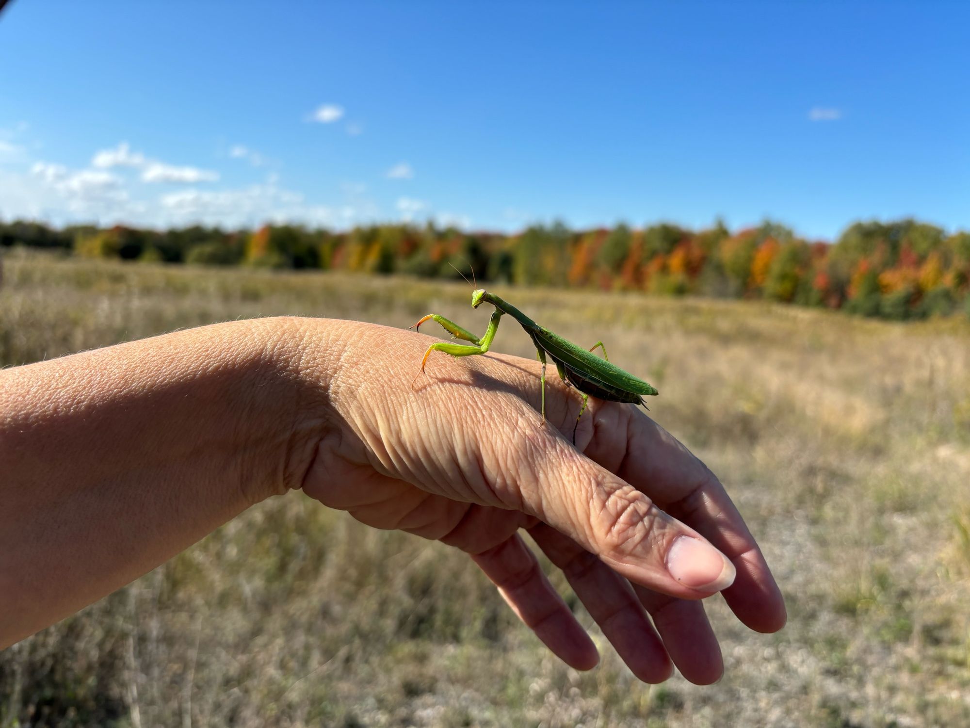 A hand held out in front of the forest and field, with the bright green mantis climbing up from the fingers towards the wrist.