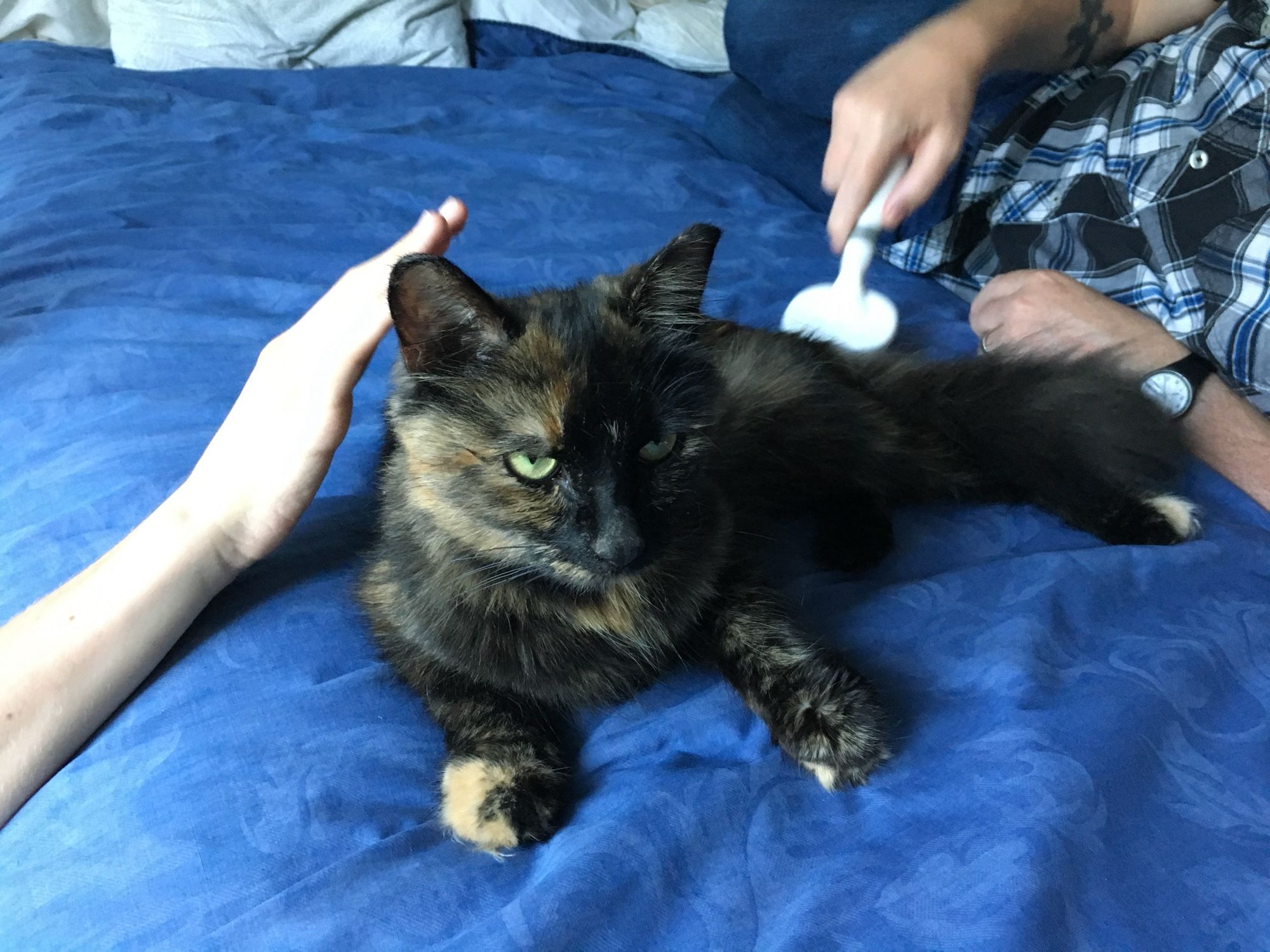 A tortoiseshell cat, more black than orange, lying on a blue bedspread and being pat/brushed by two people.