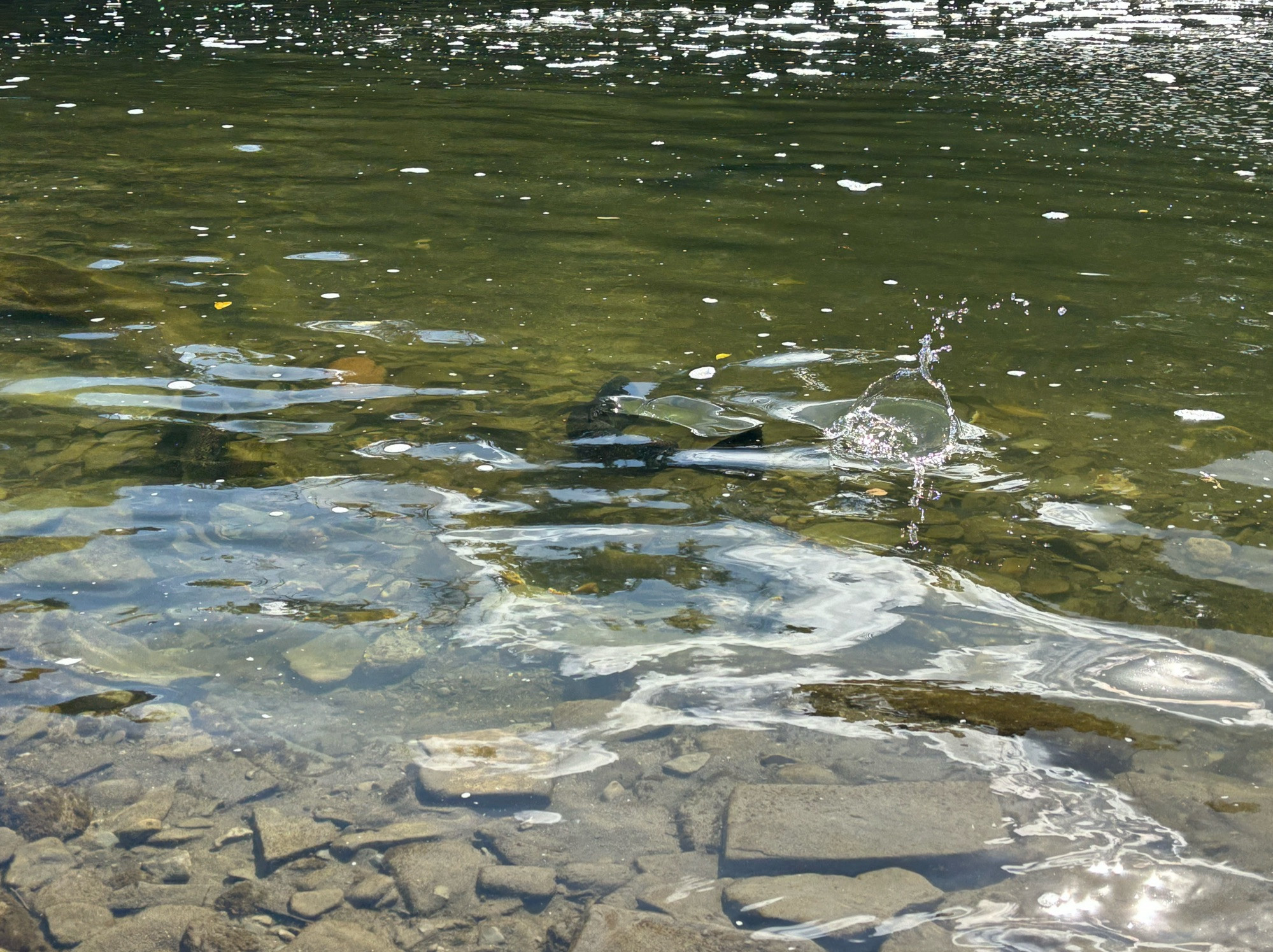 A splash of water shows where a large salmon turned and smacked their tail as they swam past another fish.