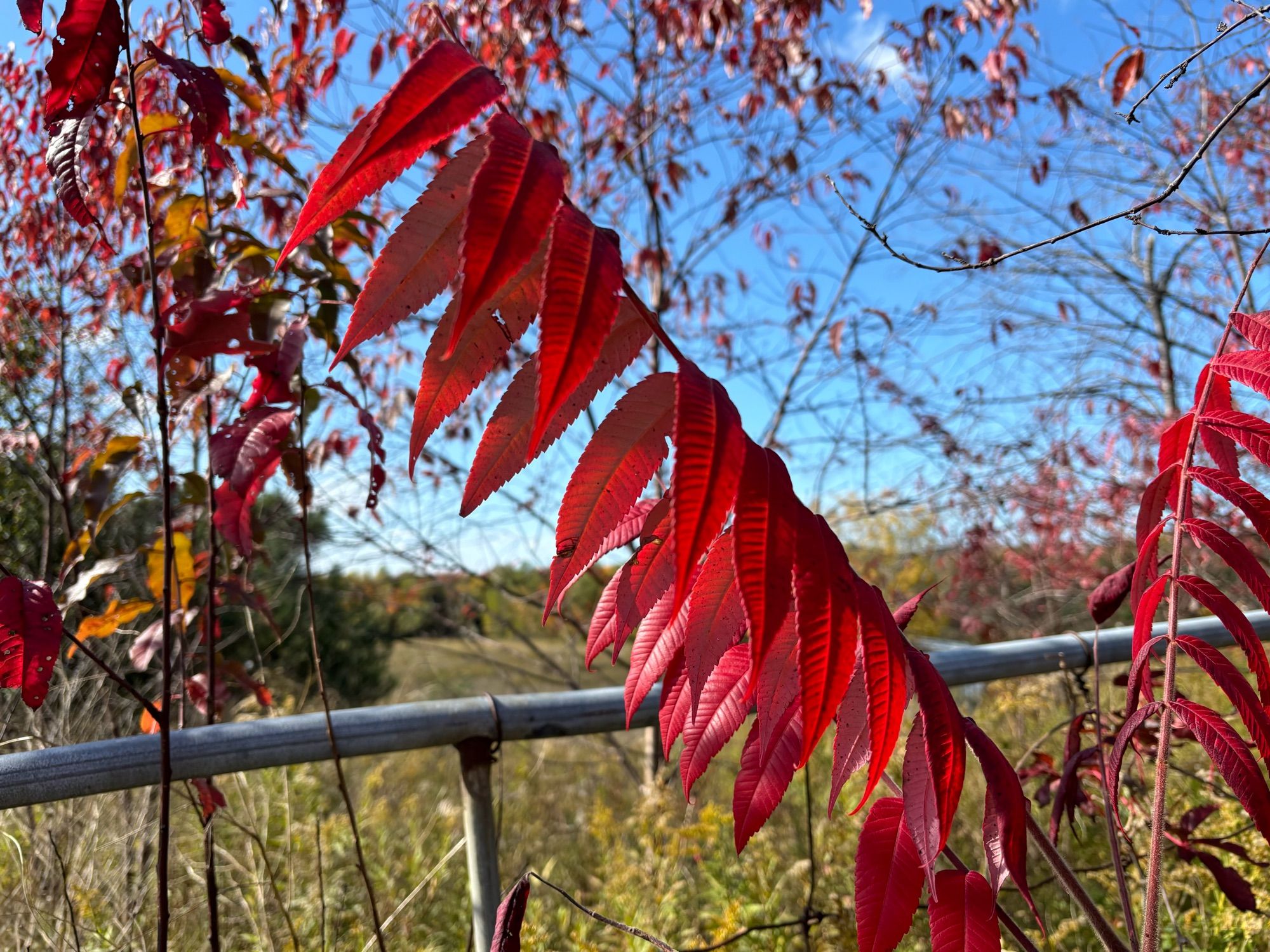 Bright red sumac leaves stand out against blue sky and green-gold fields.