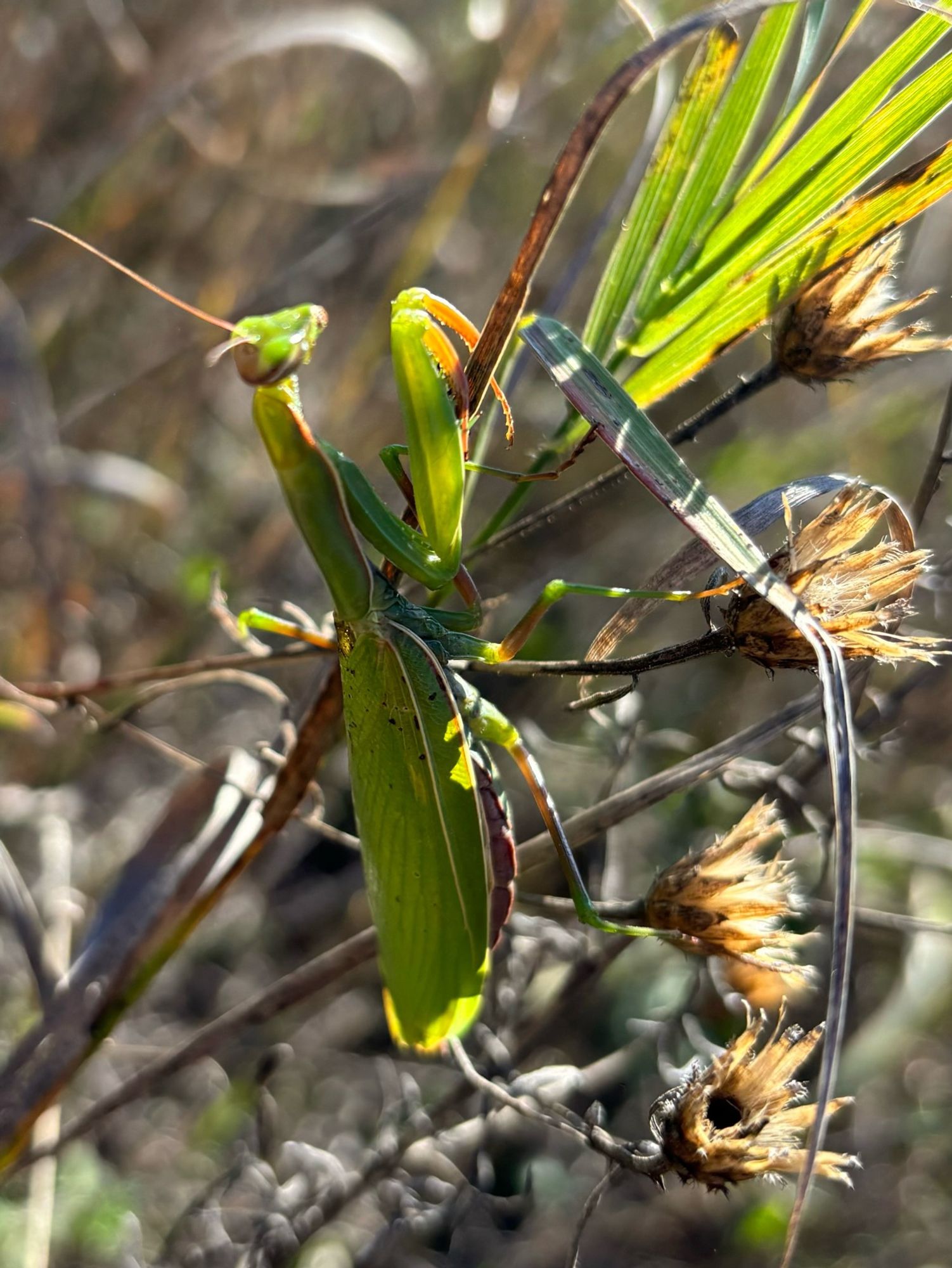 The mantis now on a dry flower stem, where we’d left it to be free of our interruptions.