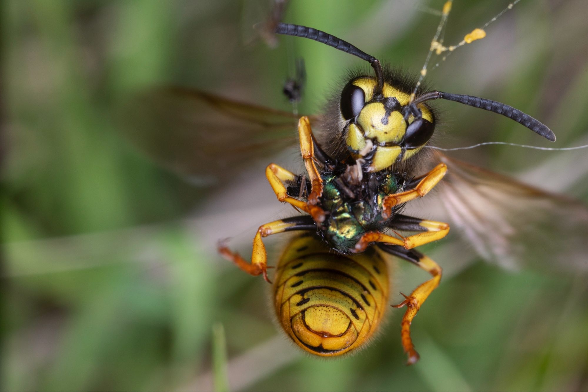 A German Wasp feeds on a greenbottle fly trapped in an old spider web.