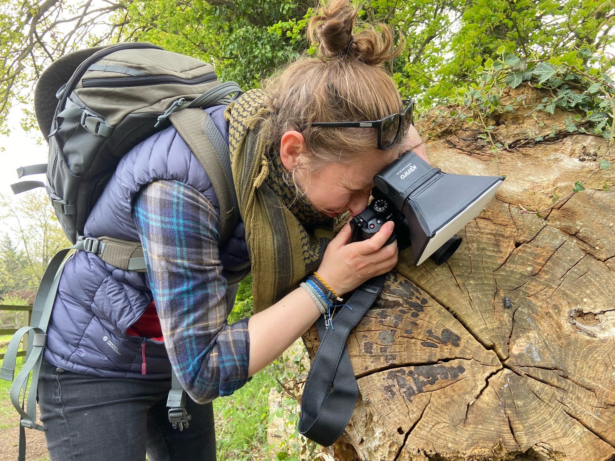 Gail Ashton photographing a Lesser Stag Beetle on a rotting tree stump.