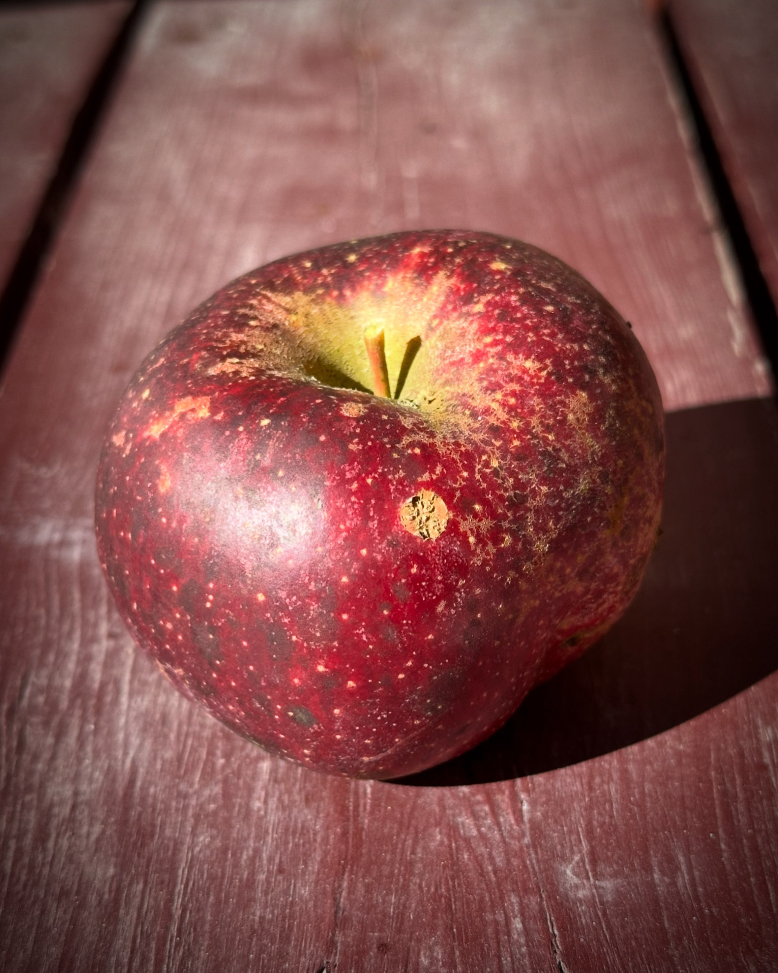 Photo of a very dark red apple with a russeted stem cavity and numerous green-yellow dots; there’s a curculio scar, and some hard-to-see sooty blotch. The apple is sitting on a weathered red-painted wooden table. 