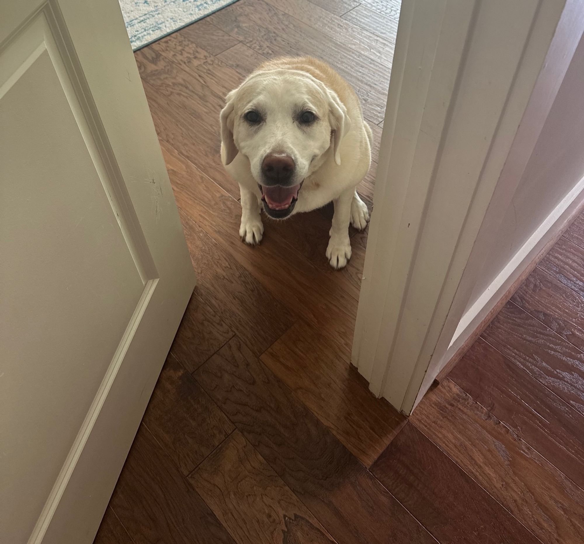 Yellow lab sitting in a doorway with a goofy look on her face