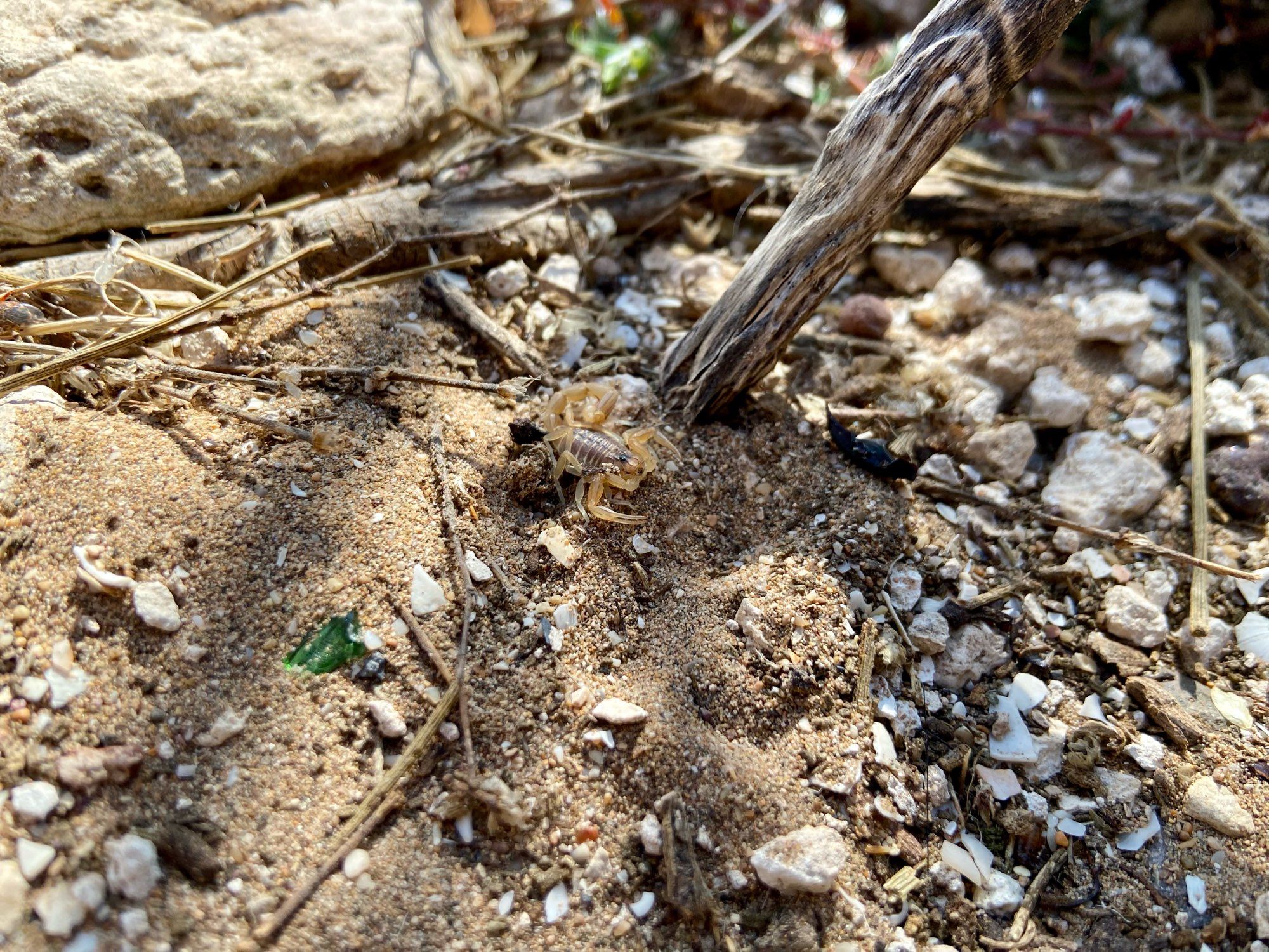 Ein winziger Skorpion im Sand.