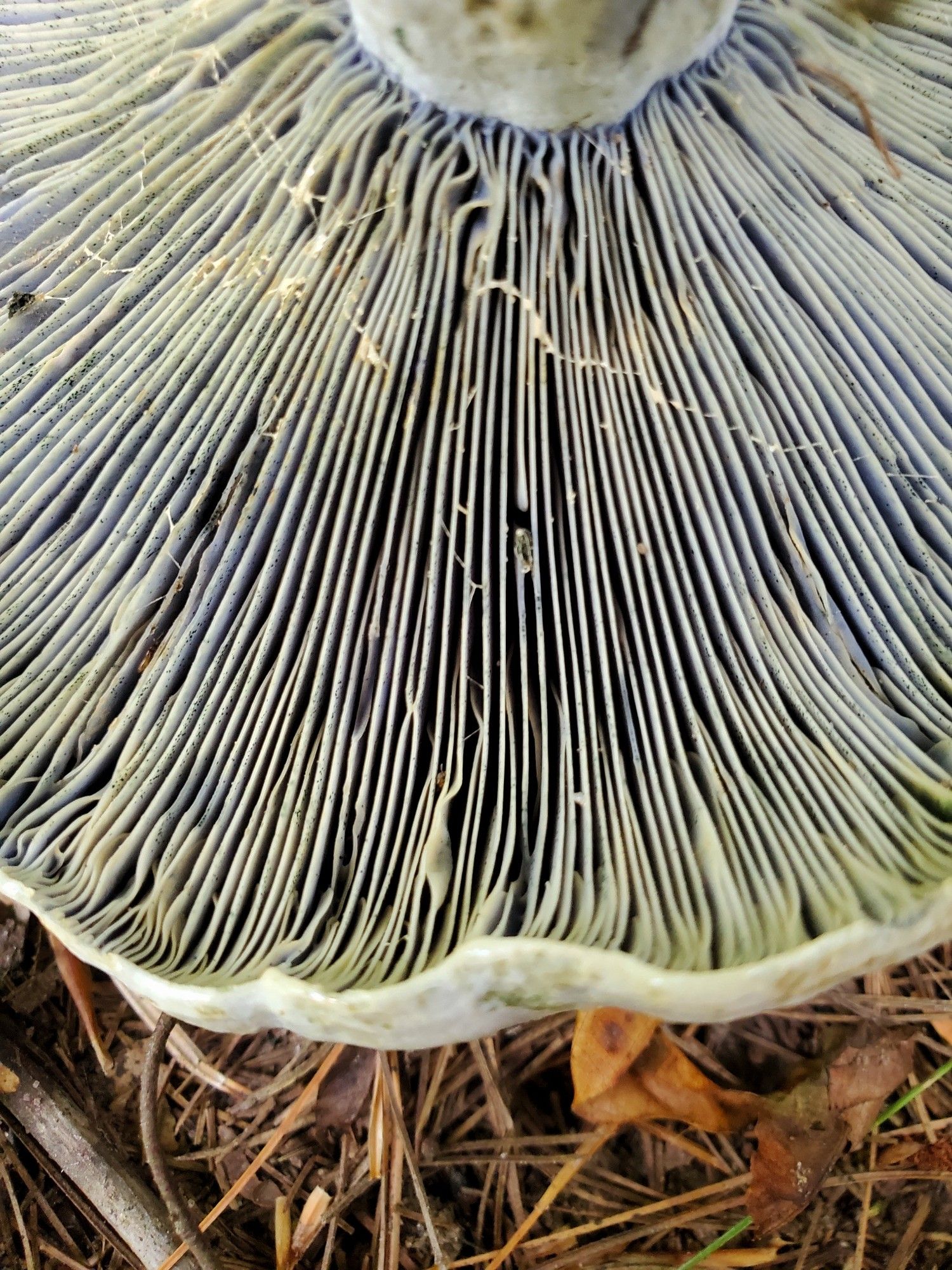 The part of the stem of a mushroom where it meets the gills. It is a macro shot, the gills taking up most of the frame with some pine needles visible at the bottom. The edge of the cap, the stem, and the top of the gills are milky white. Where the stem meets the gills and the shadows of the gills are deep blue.