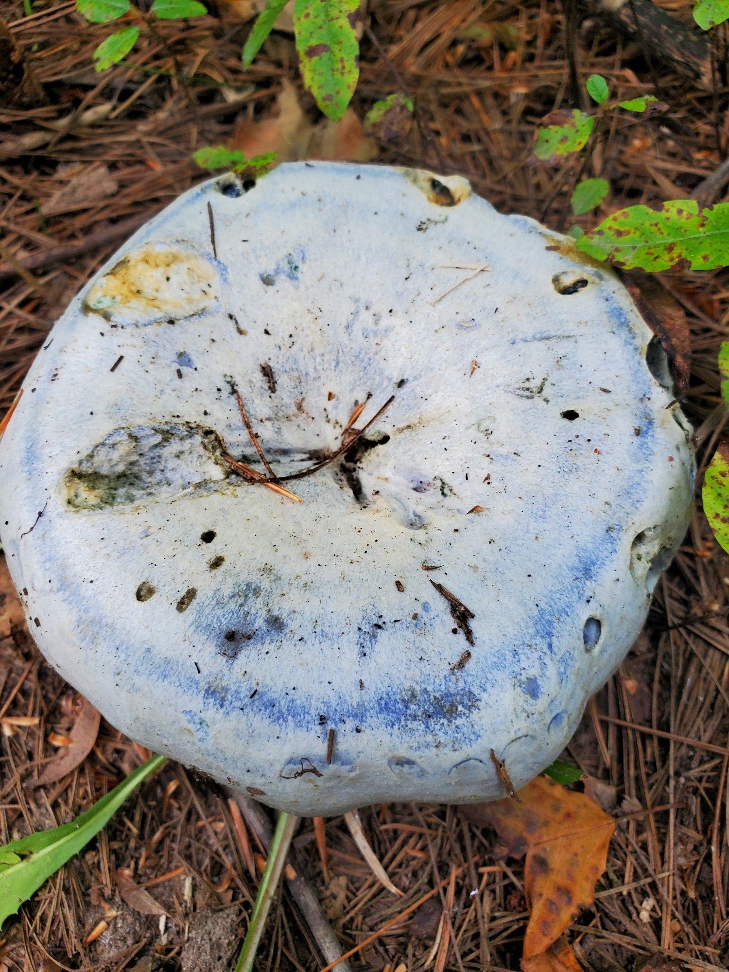 The round white cap of a mushroom, sitting on pine needles. There are deep blue rings on the cap, and spattered like ink across the surface. The stem is not visible.