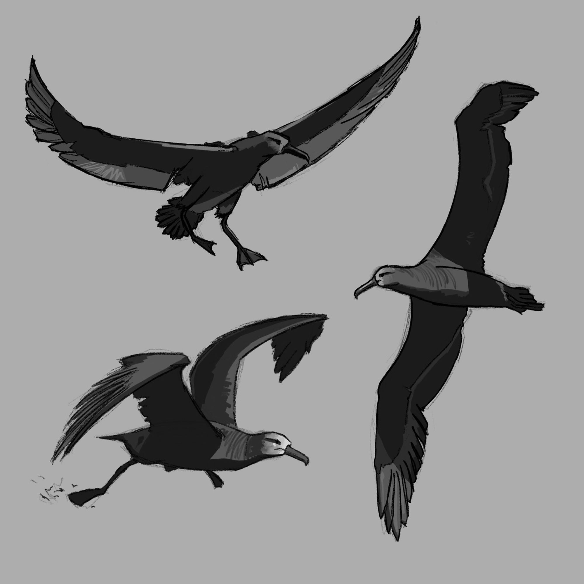 digital black/grey sketches of multiple dark, very long winged albatross flying against grey background